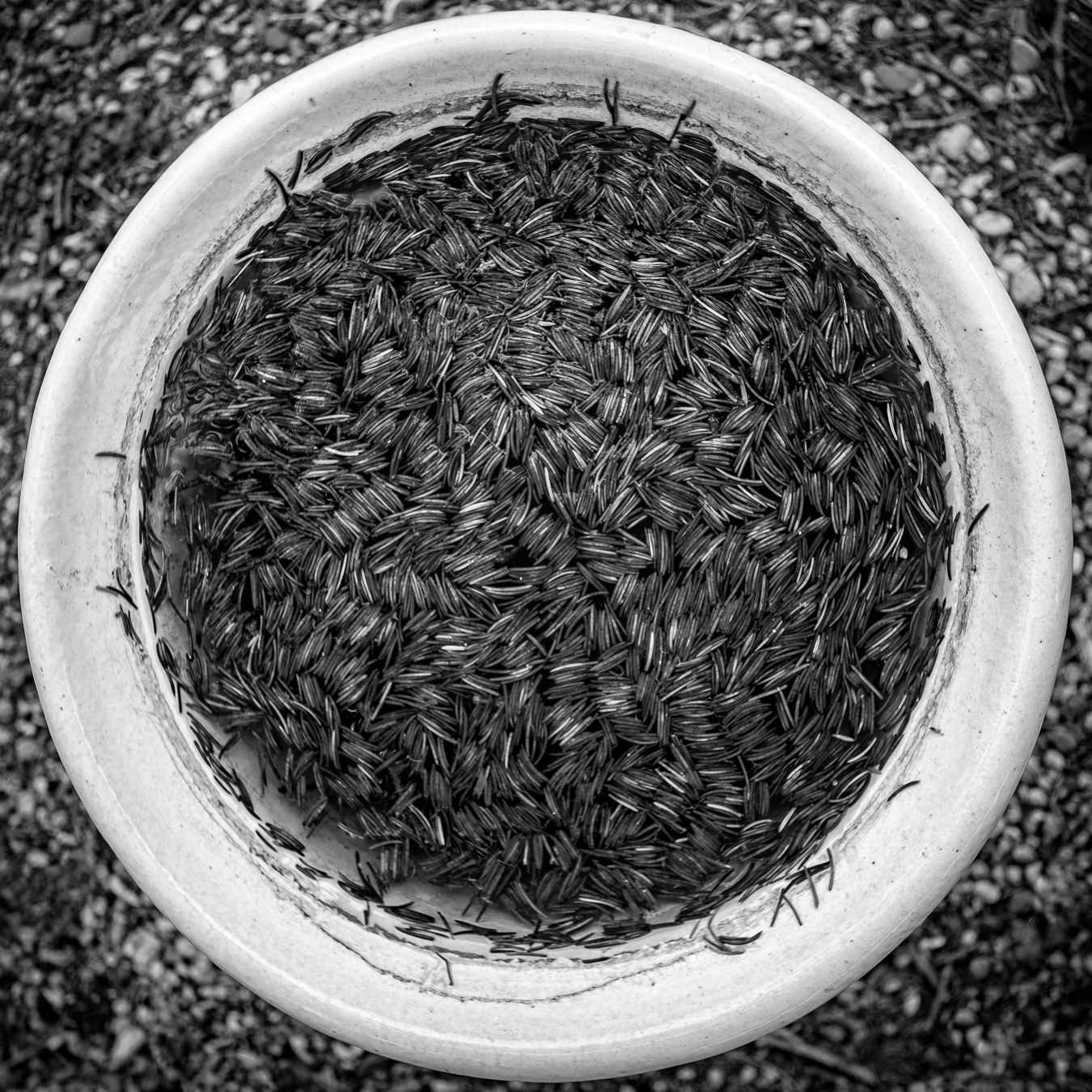 Pine Needles In Bird Bath Still Life