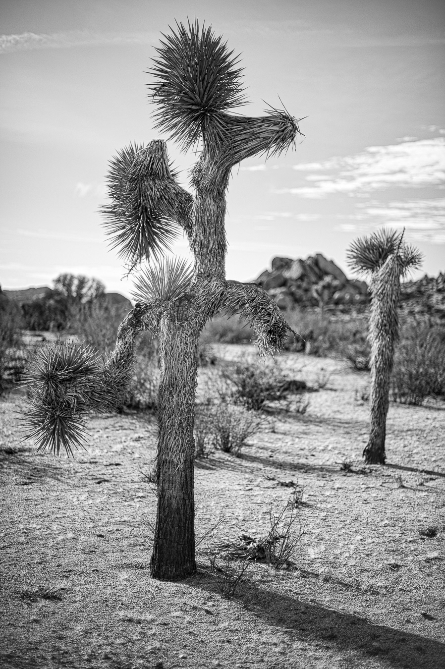 Giddy-Up Joshua Tree!