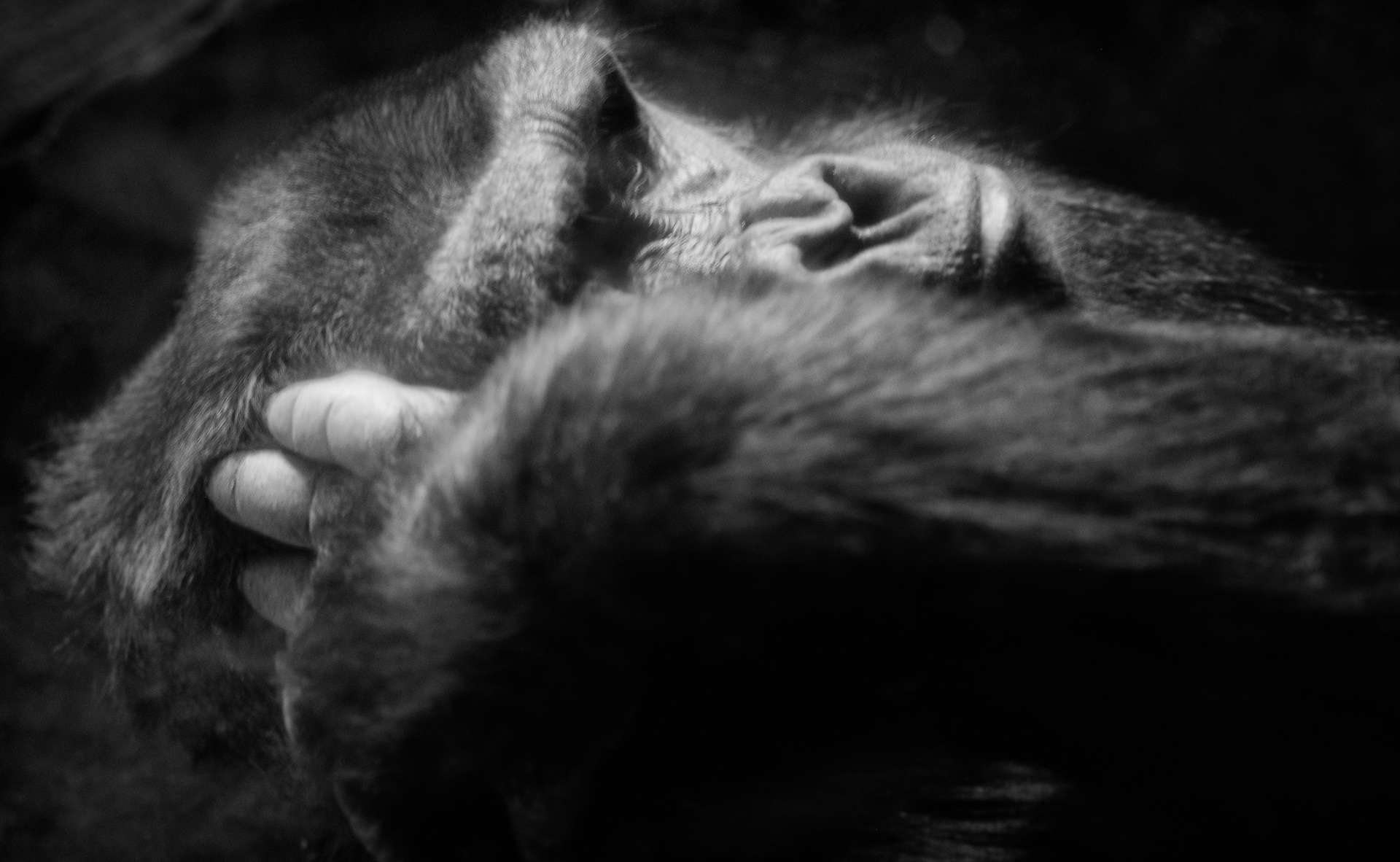 Gorilla Melancholia