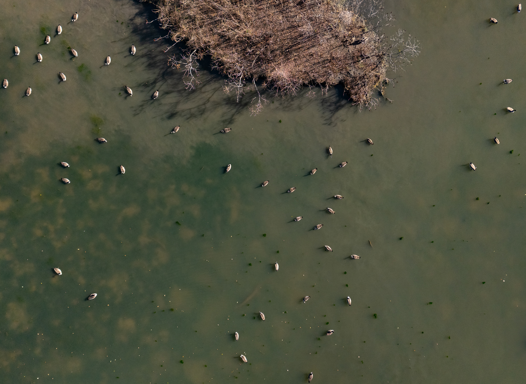 Geese From Above Quadtych III
