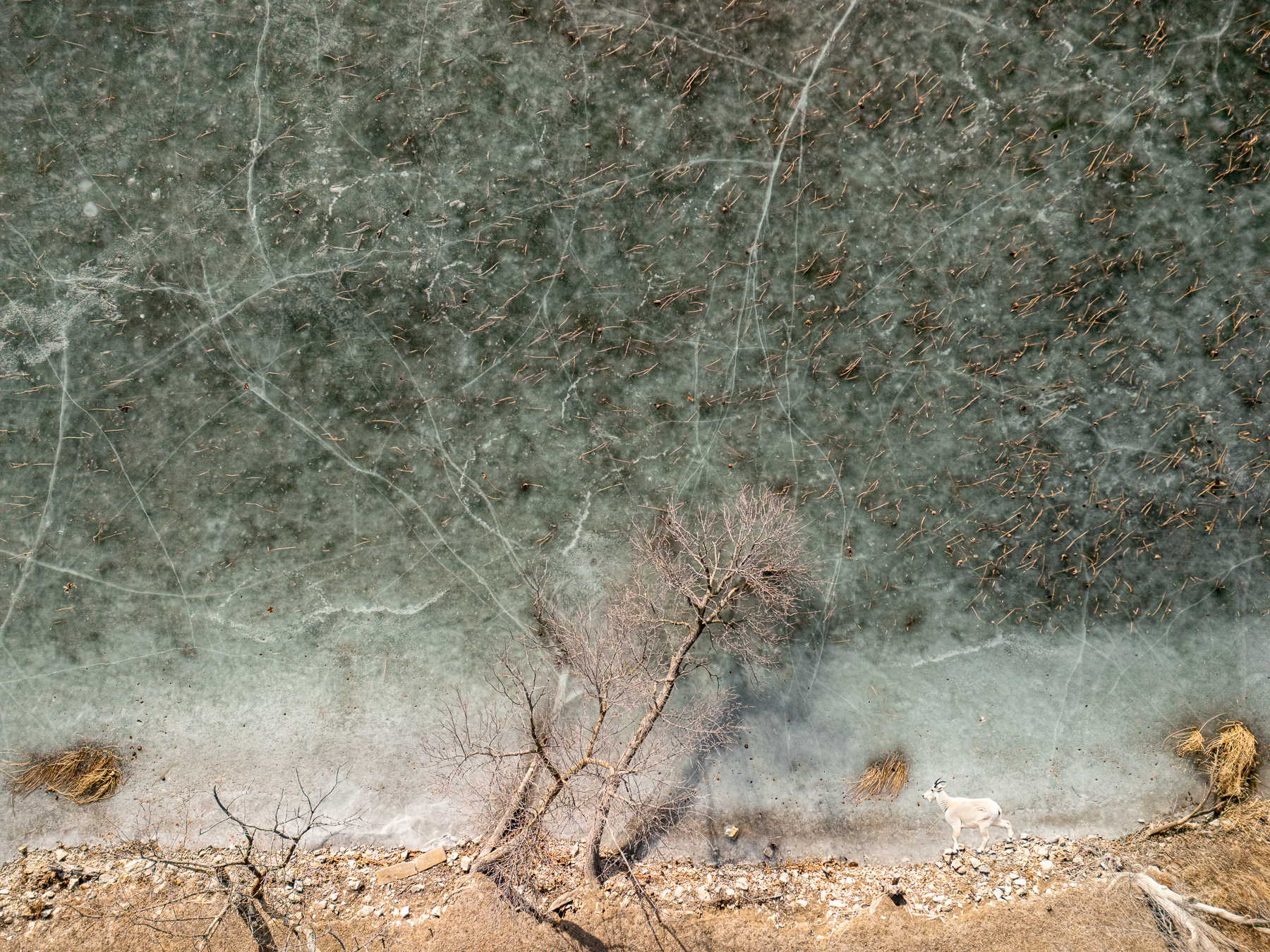 Surreal Landscape With Goat