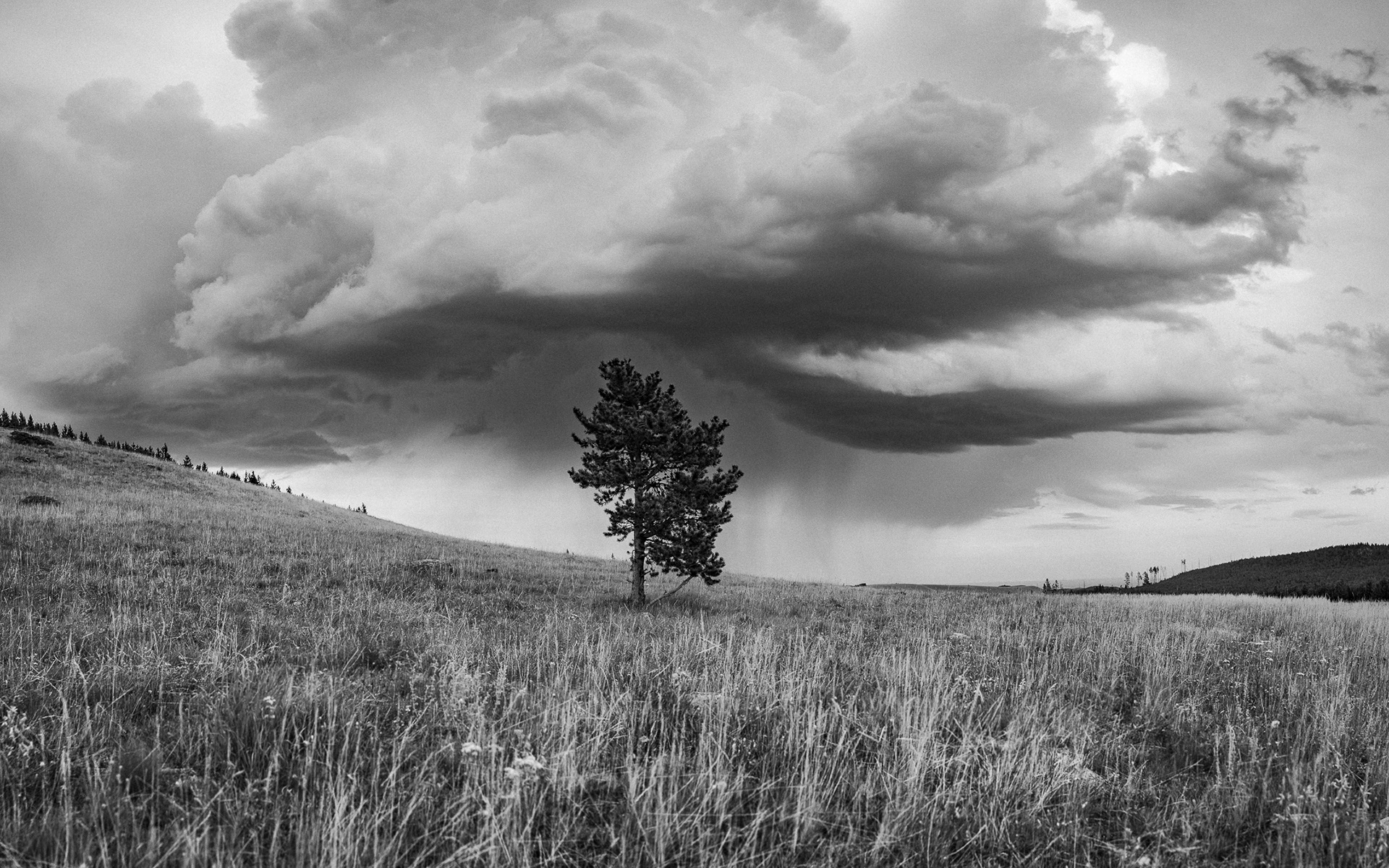 Passing Storm O'er Tree