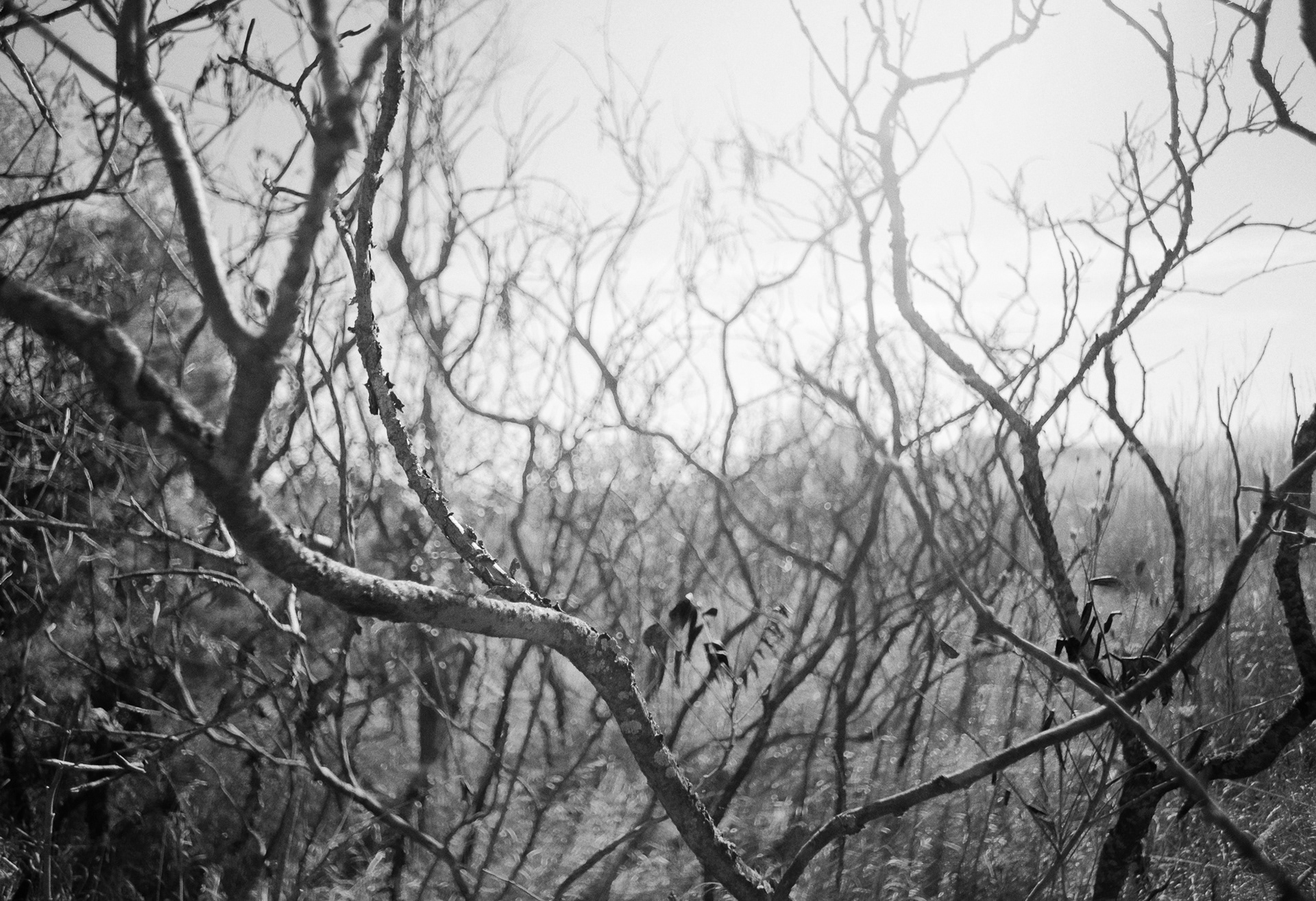 Through The Bramble