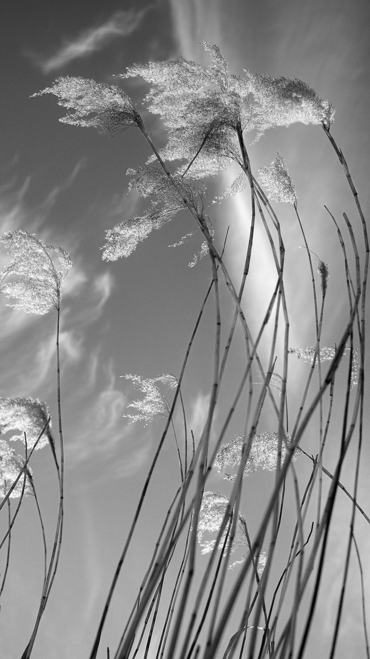 Grass, Clouds