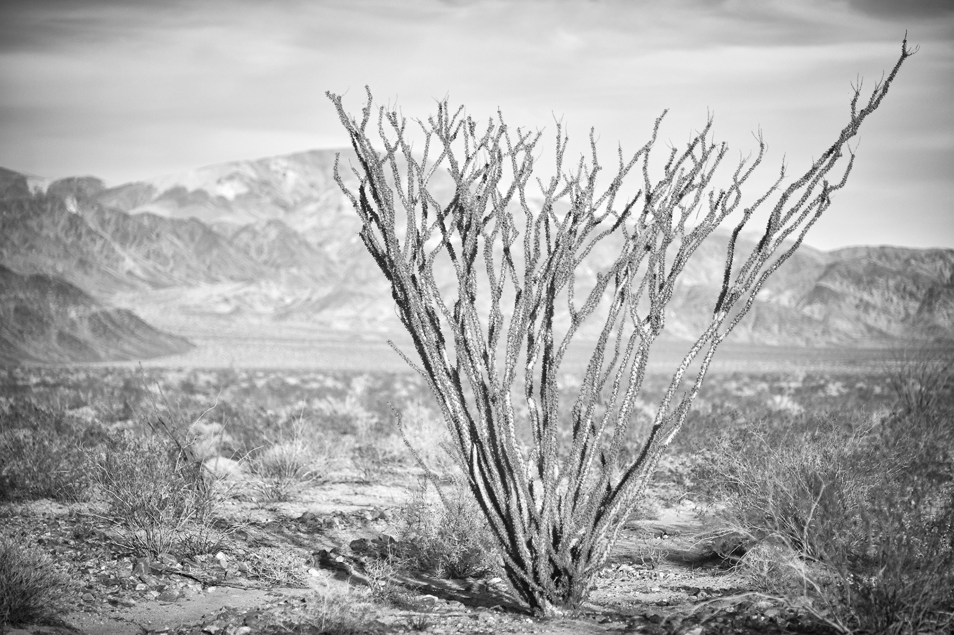 Ocotillo