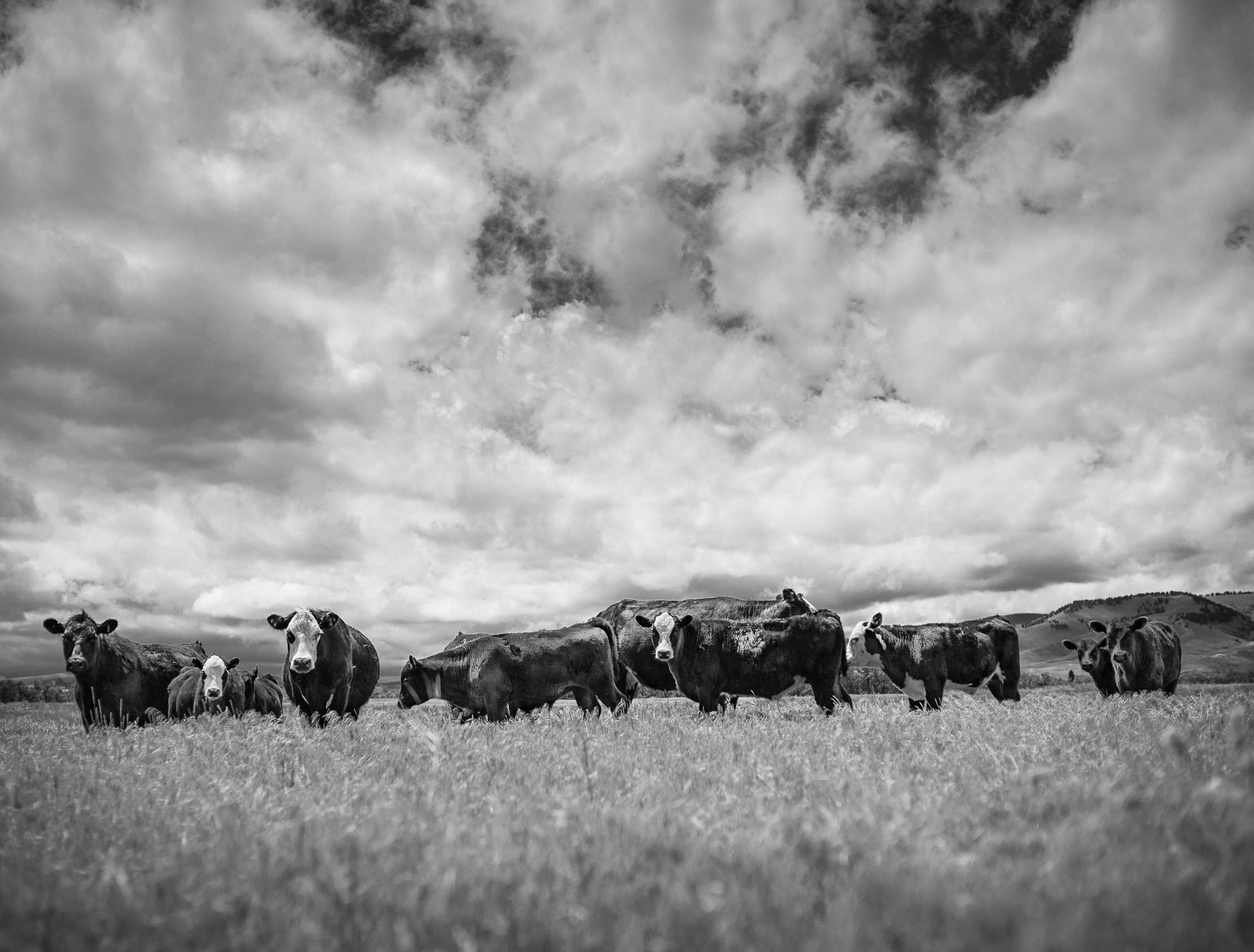 A Day In The Life Of Wyoming Cattle
