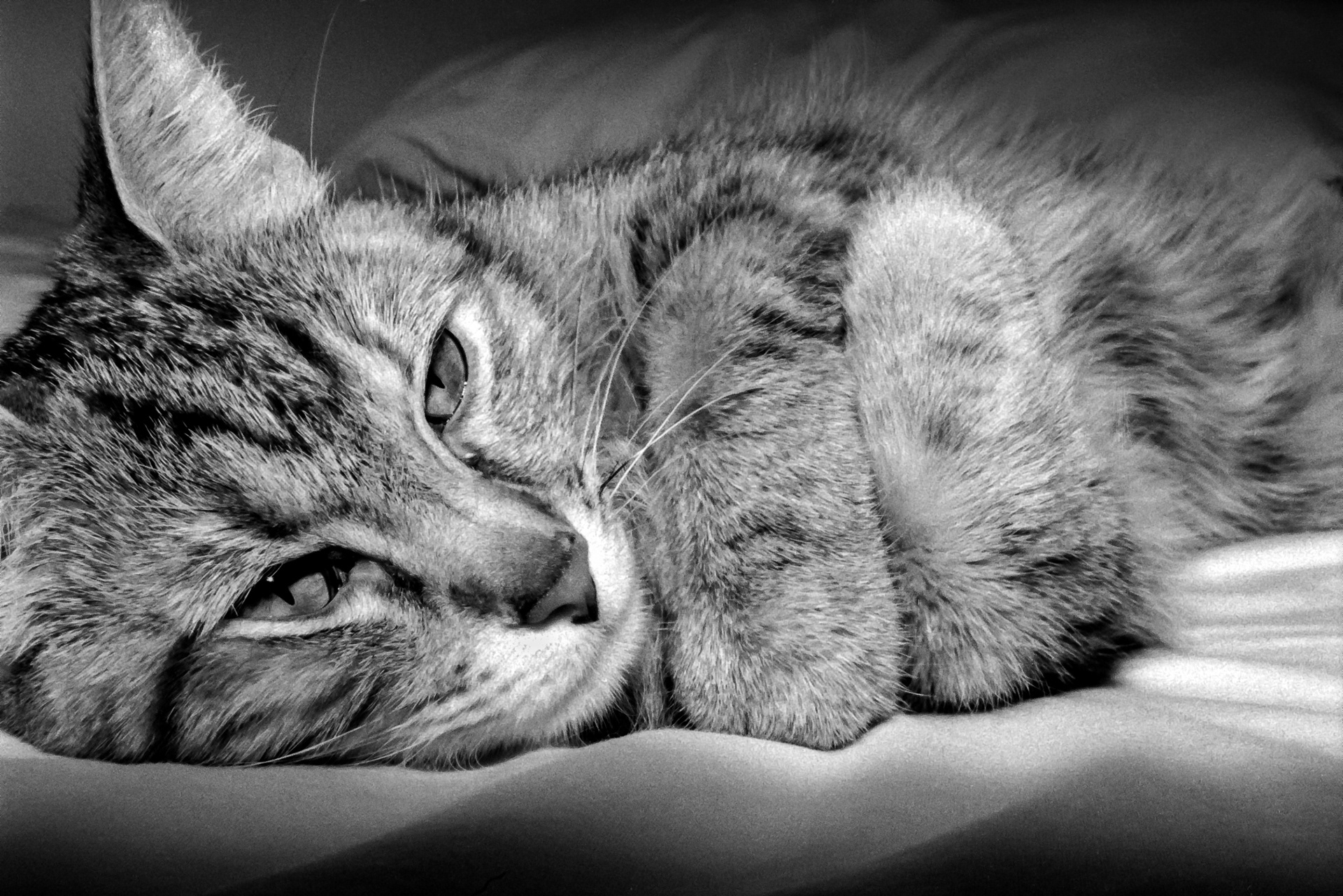 Kitty's Glamour Shot