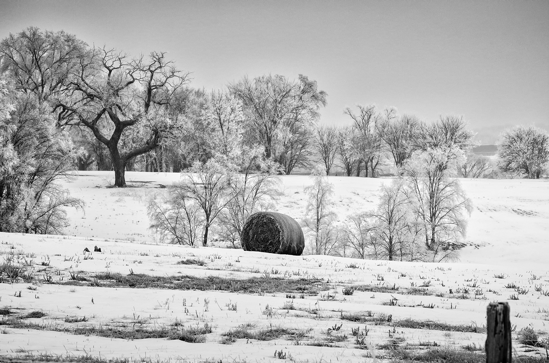 Snowy Field
