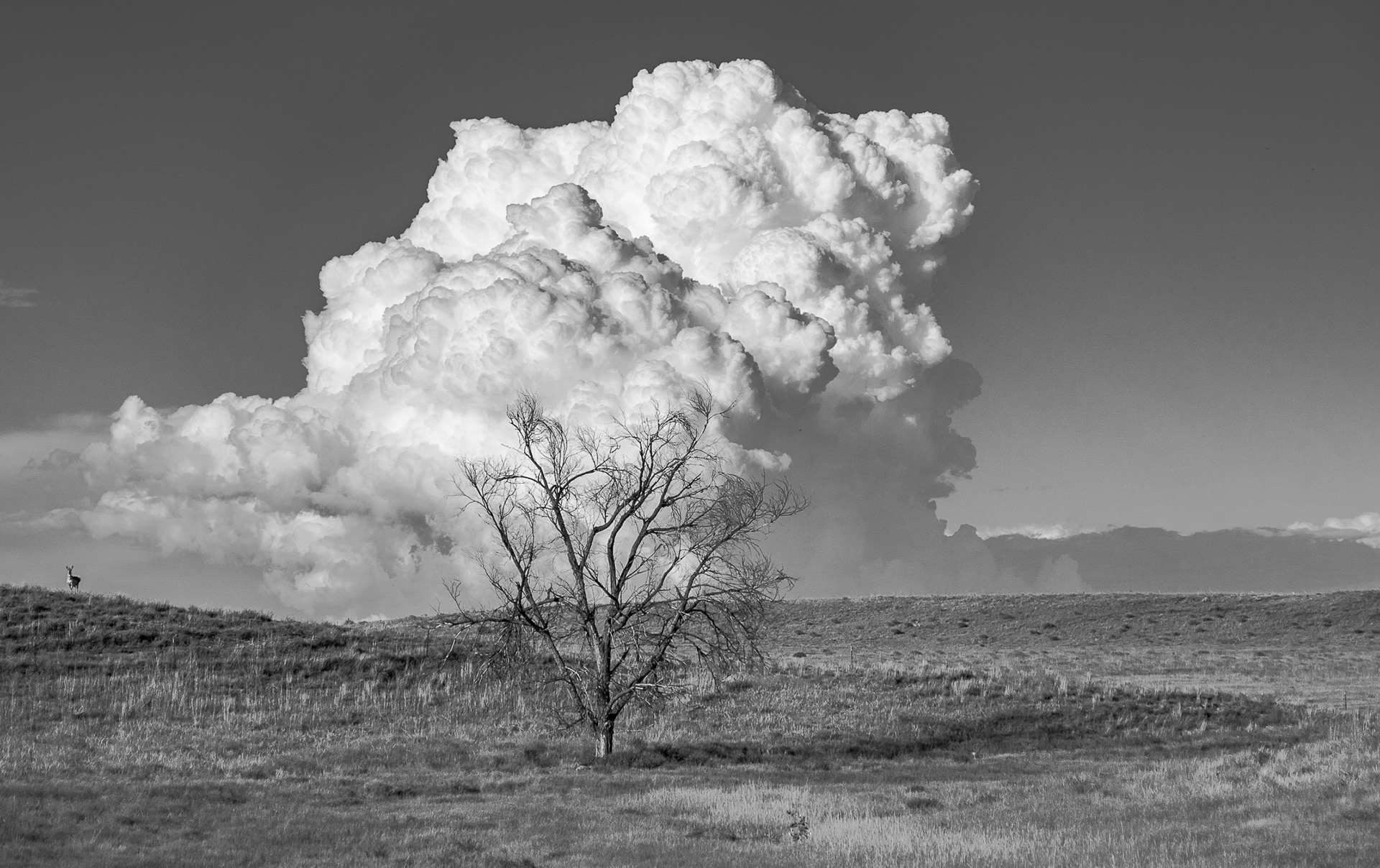 Lone Tree, Antelope, Cloud