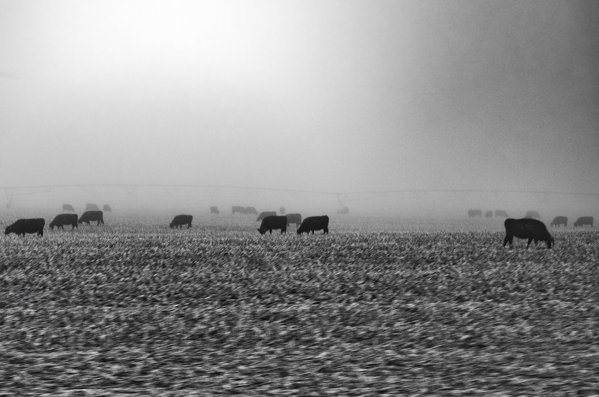 Cows