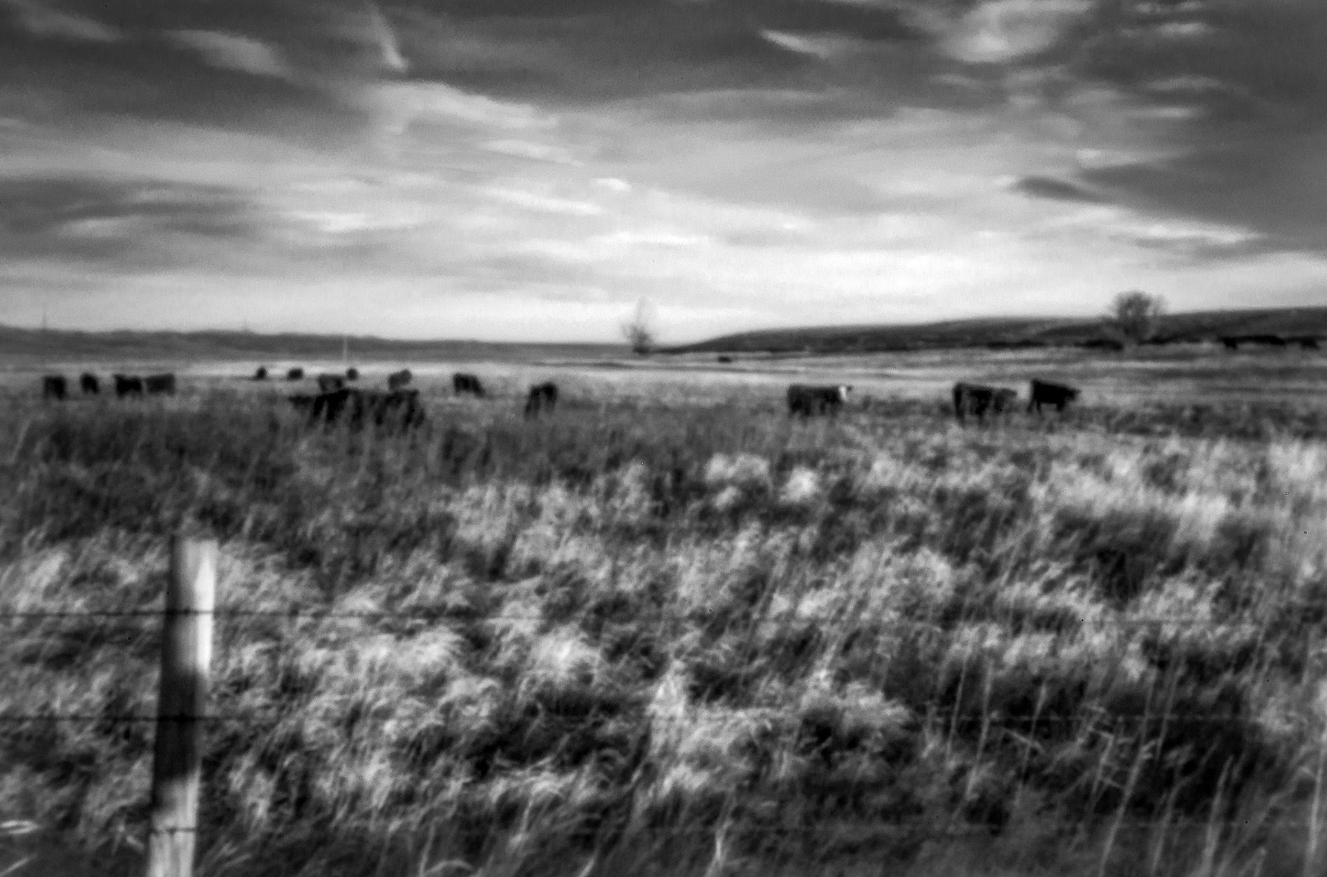 Cattle (pinhole image)