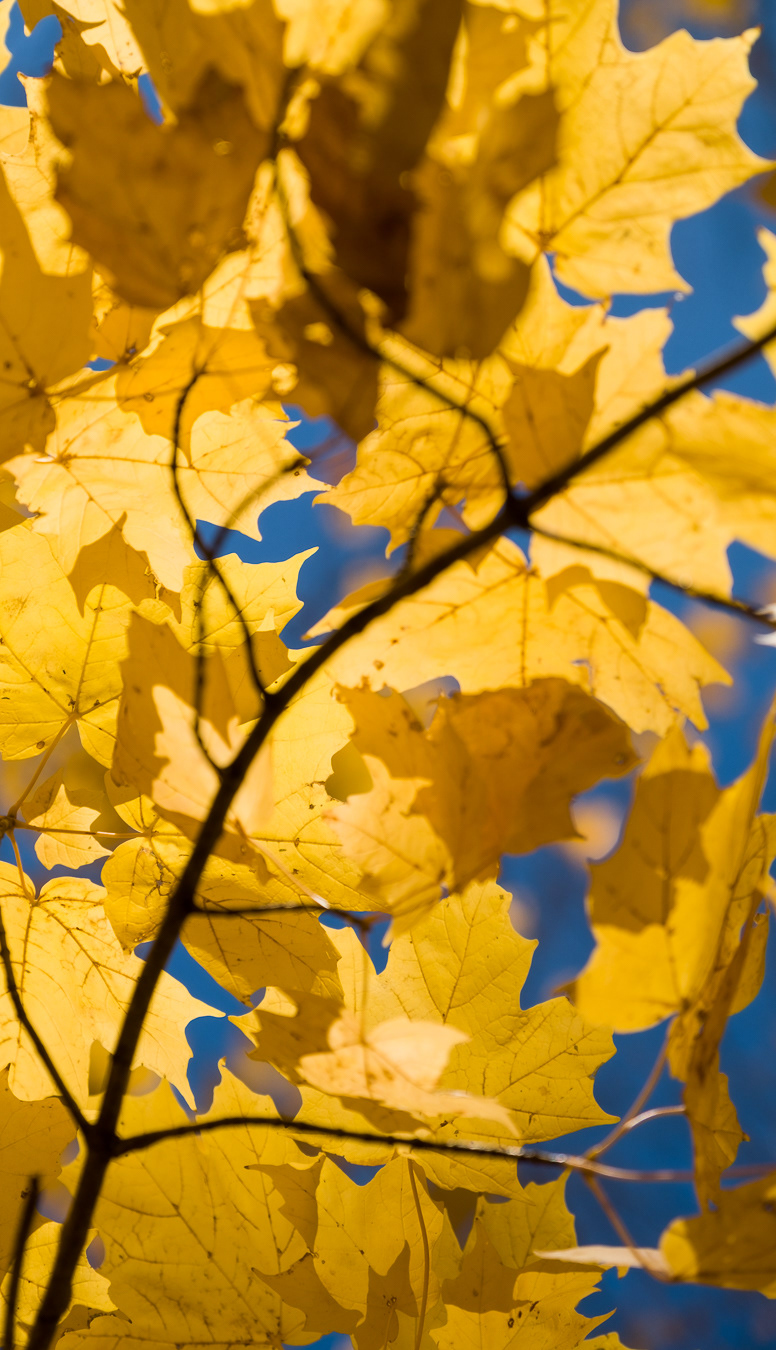 Yellow And Blue