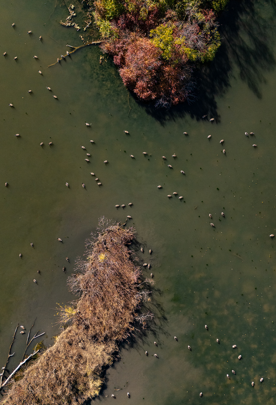 Geese From Above Quadtych