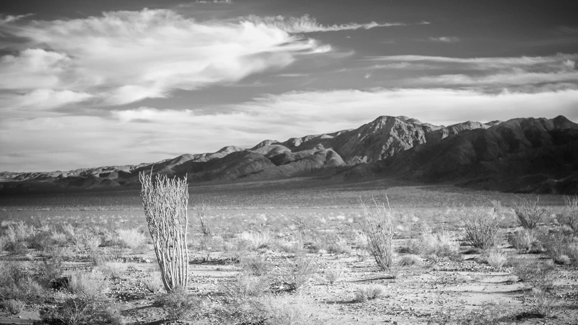 Colorado Desert Landscape
