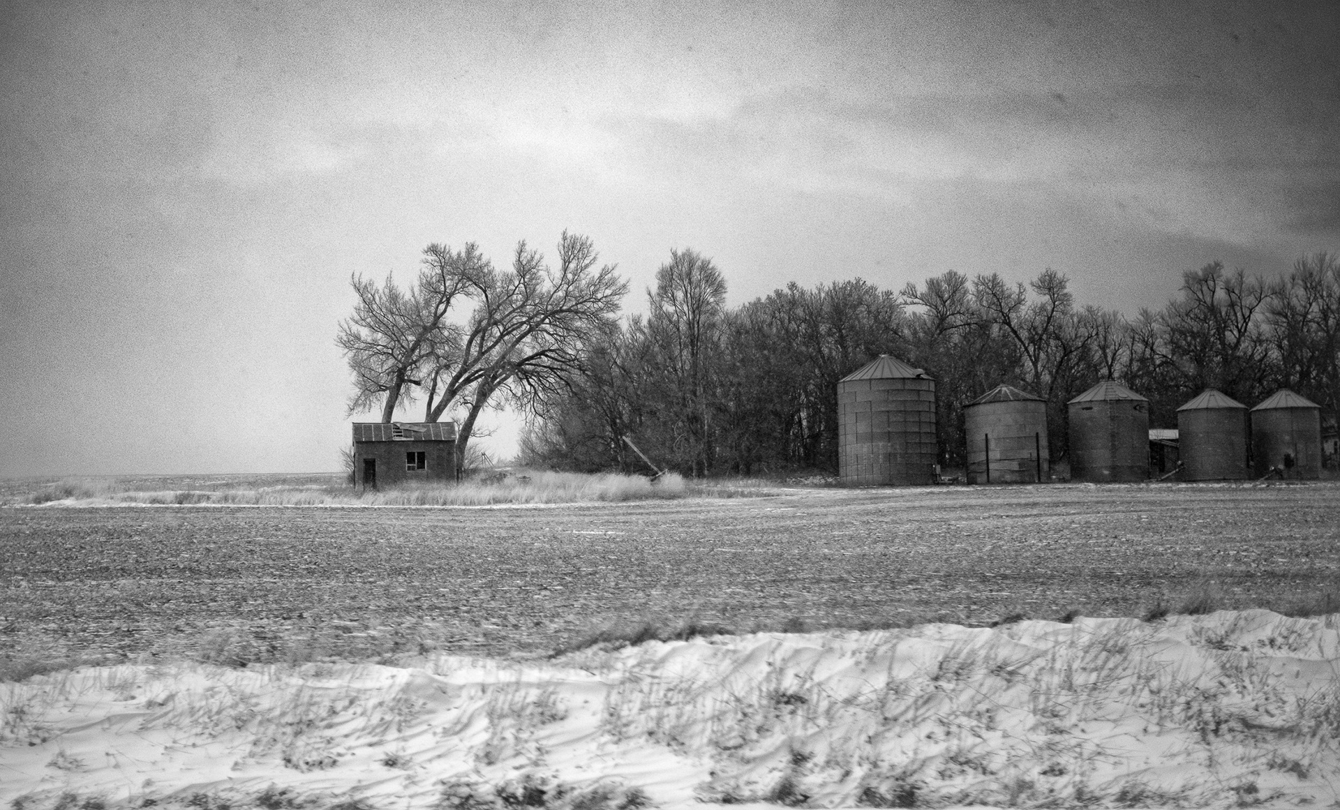 Trees' Guard Shack And Sentinals