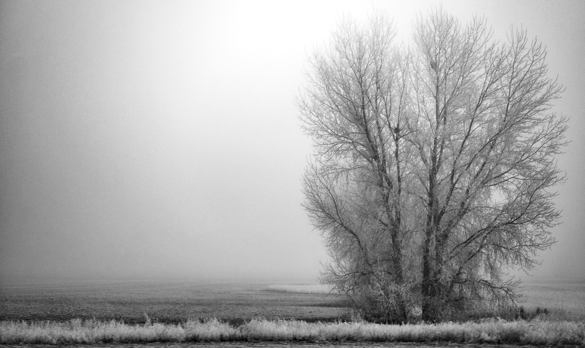 Tree Cluster In Fog
