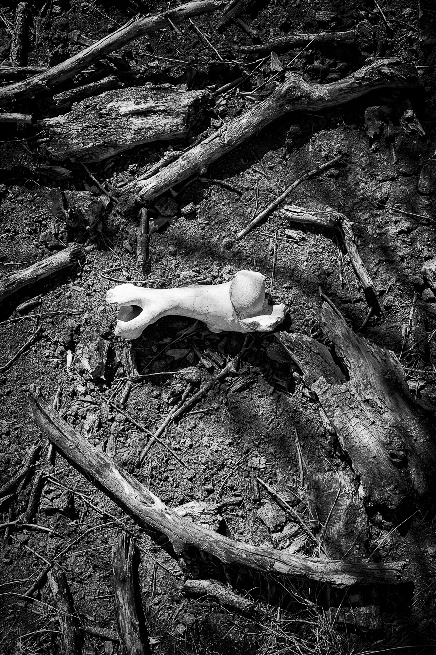 Bone