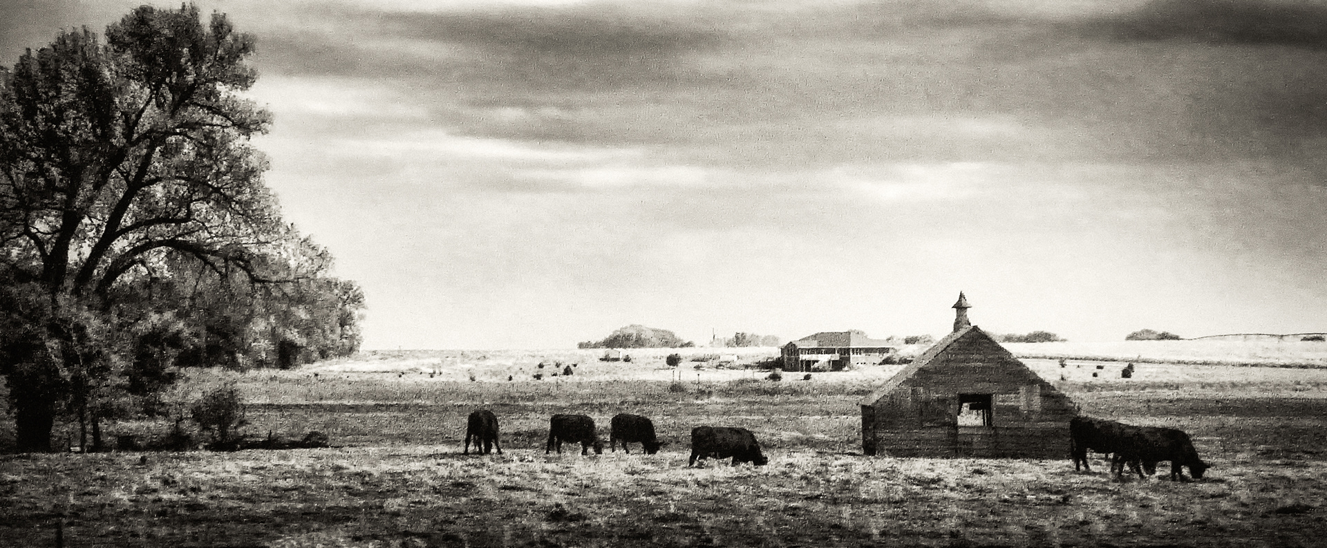 Rural Scene