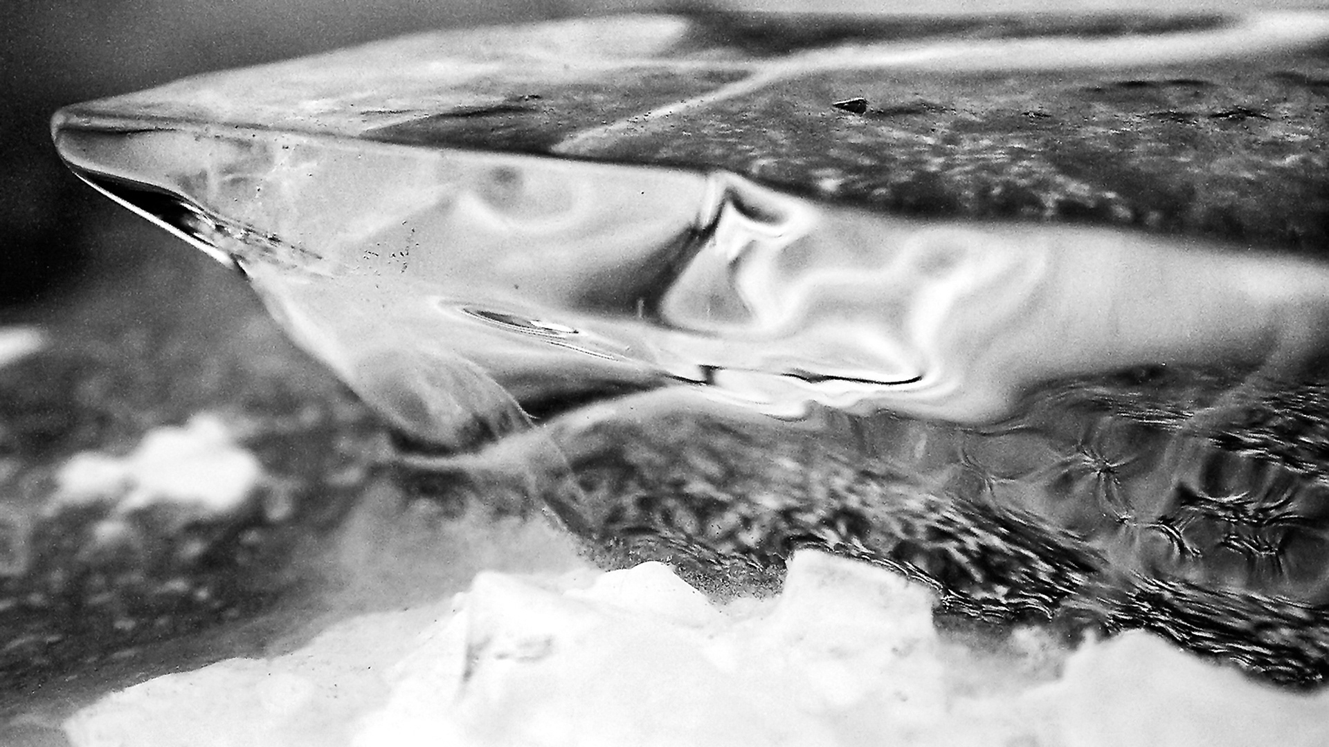 Ice Shark