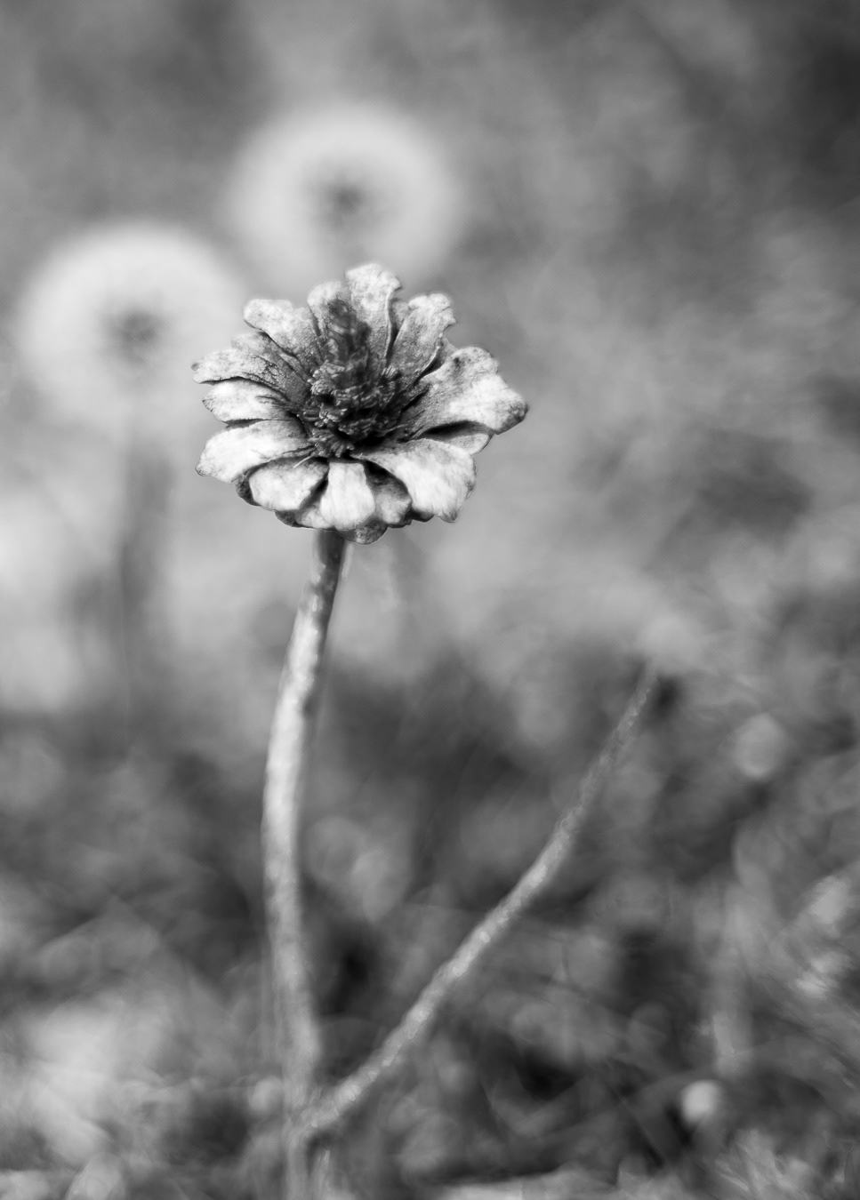 Floral Cone Upstaging Dandelions
