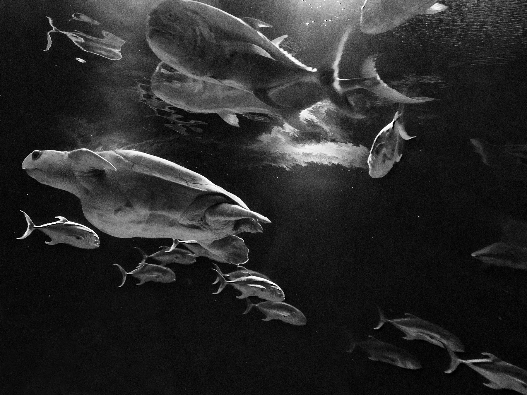 Swimmin' In The Deep