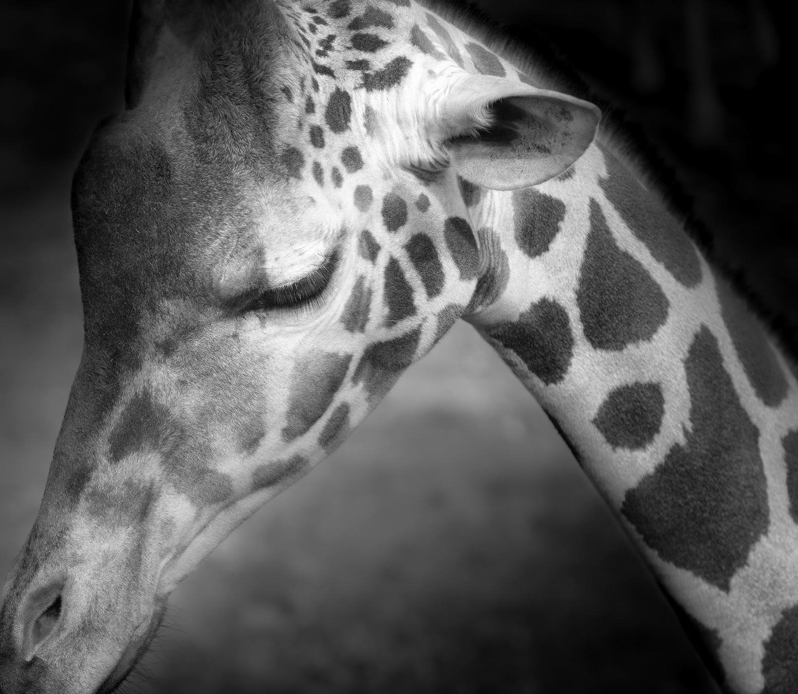 Lovely Young Giraffe