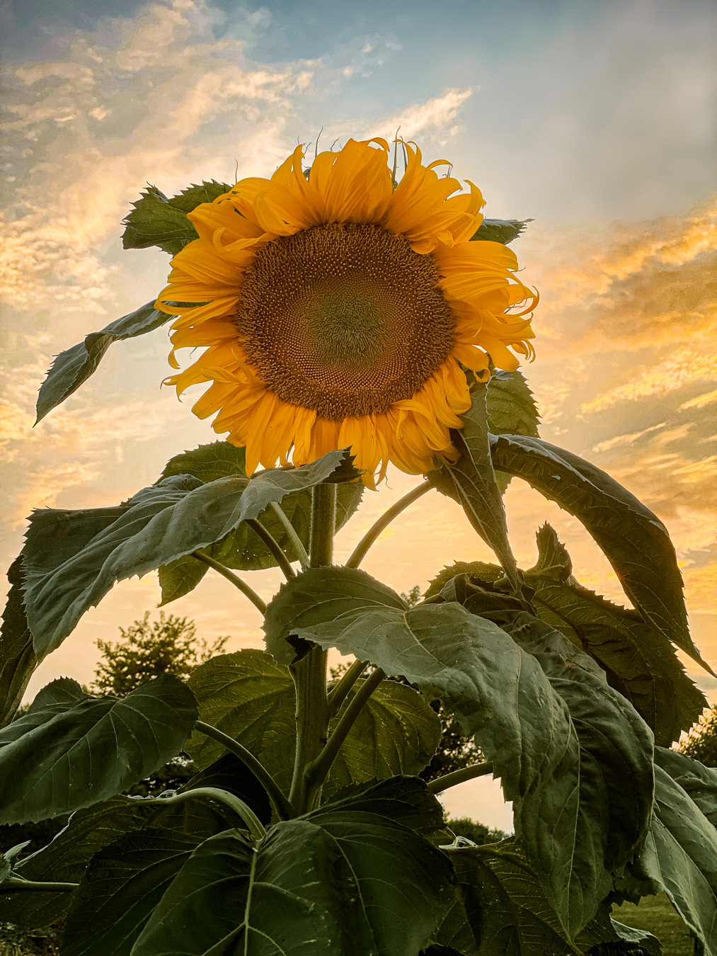 Sunflowerset