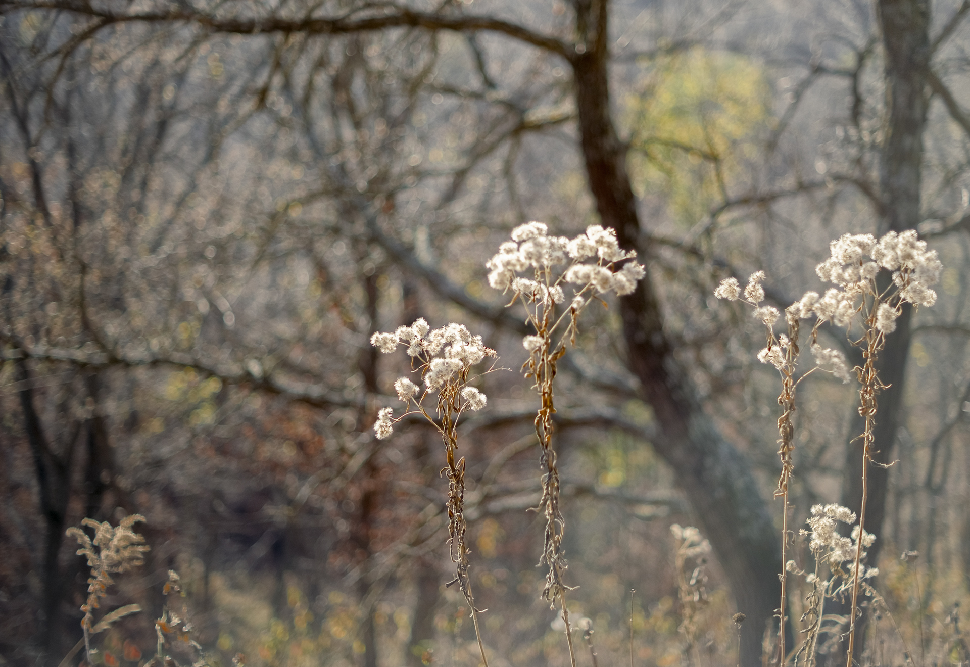 Baby's Breath