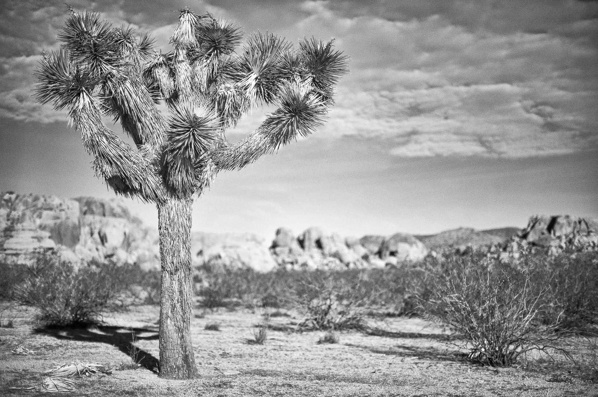 Joshua Tree