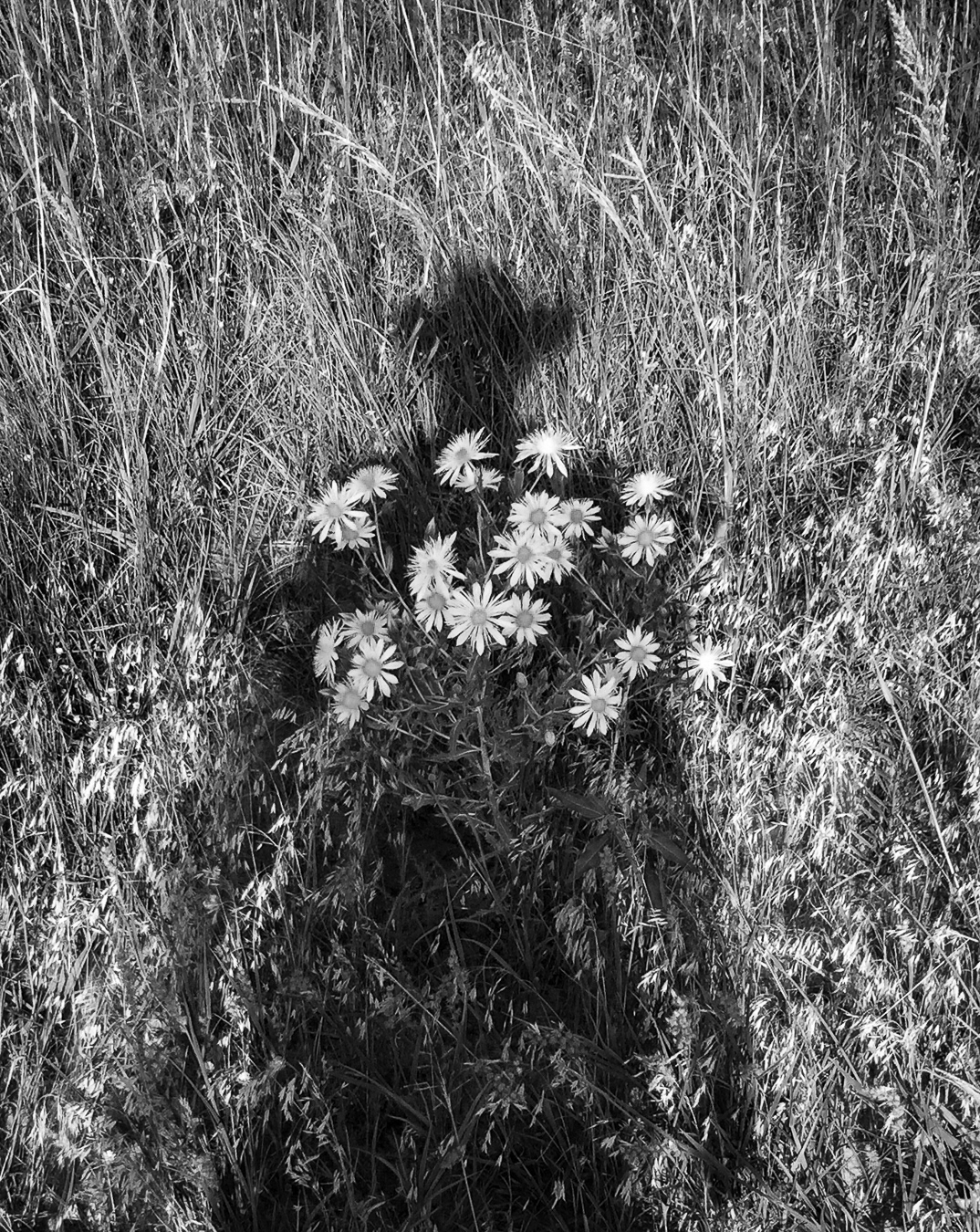 My Shadow Pushin' Up Daisies