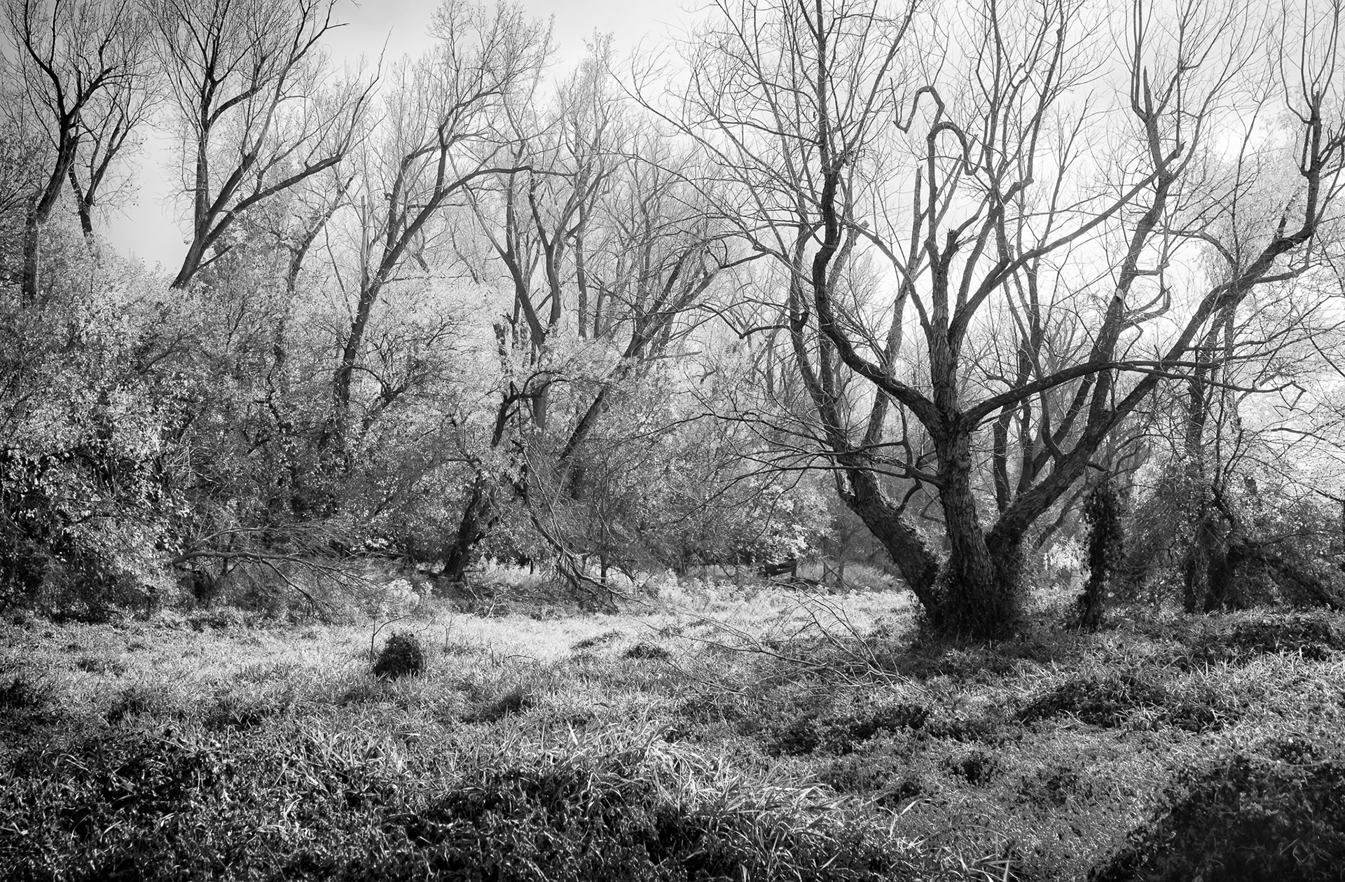 Mystical Tree