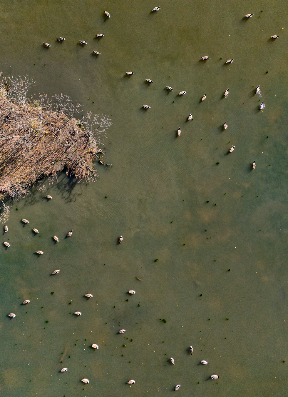 Geese From Above Quadtych II