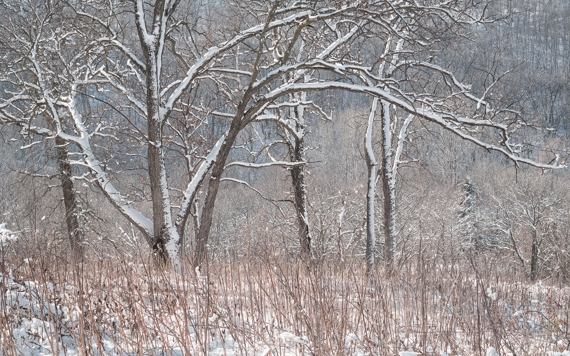 Winter Pastoral Scene