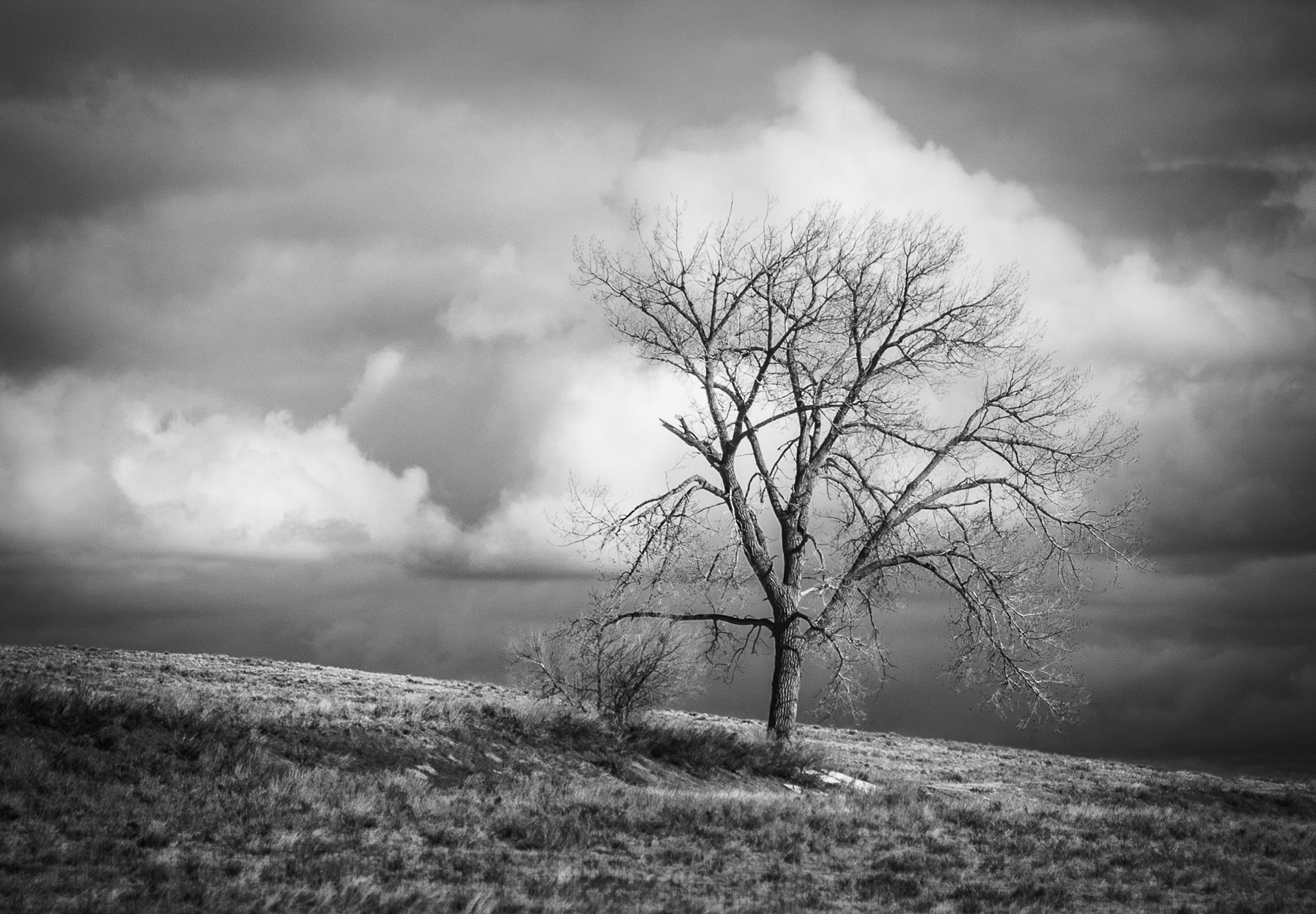 Lone Tree On Hill