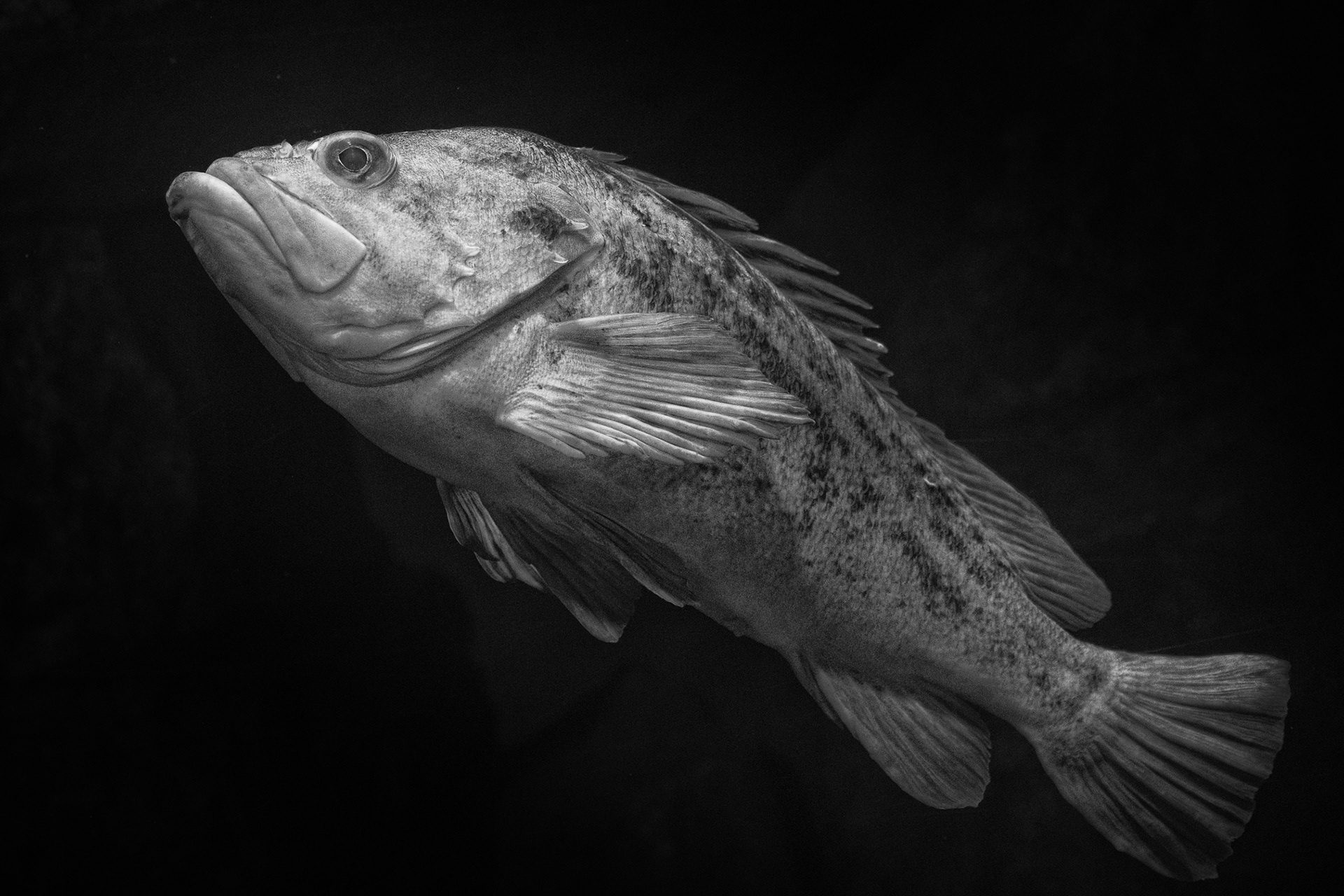 Ghost Fish