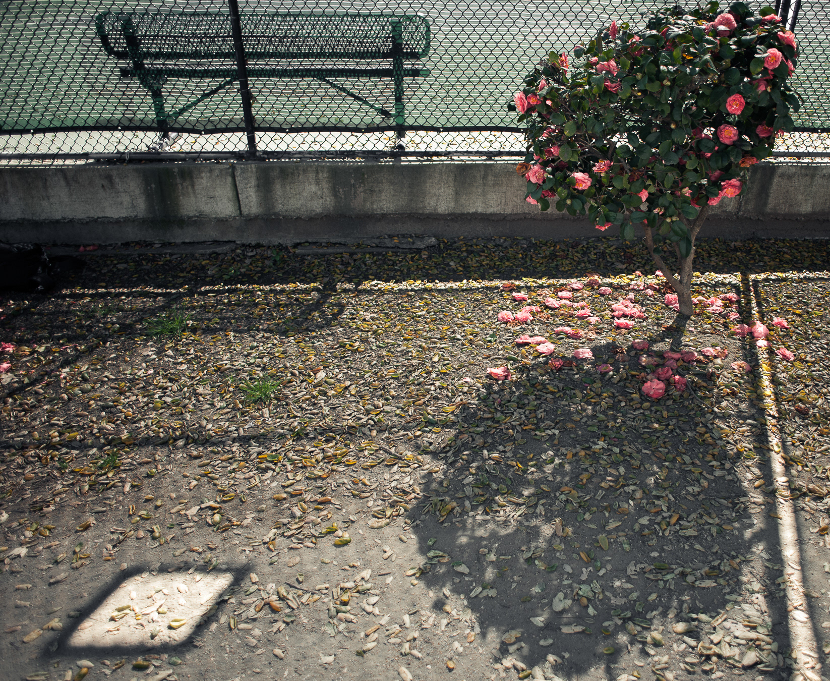 Courtside Still Life
