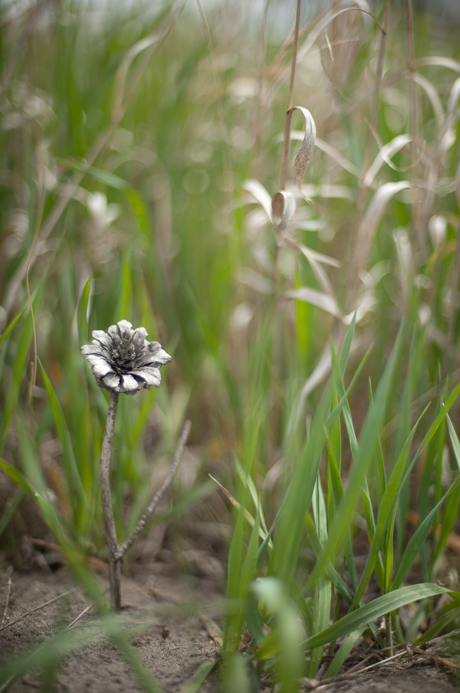 Floral Cone Amongst Tall Grass