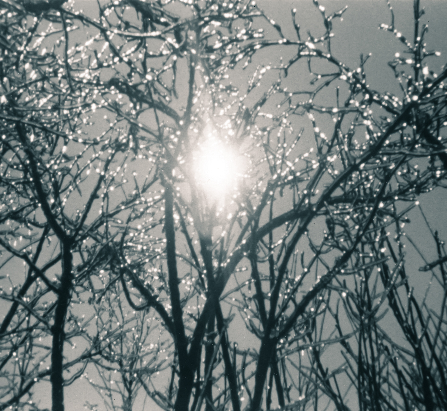 Ice Trees