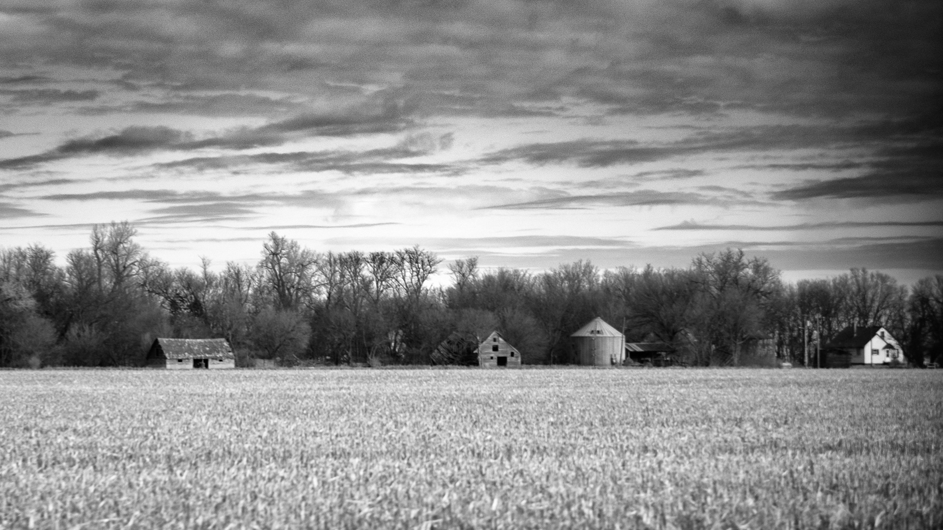 Along The Treeline II
