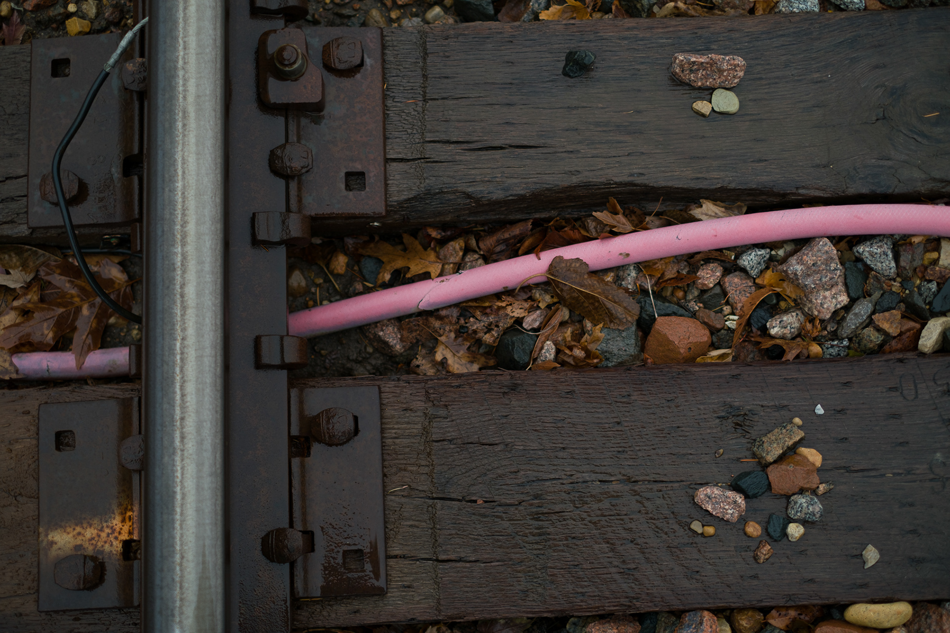Pink Snaking Through