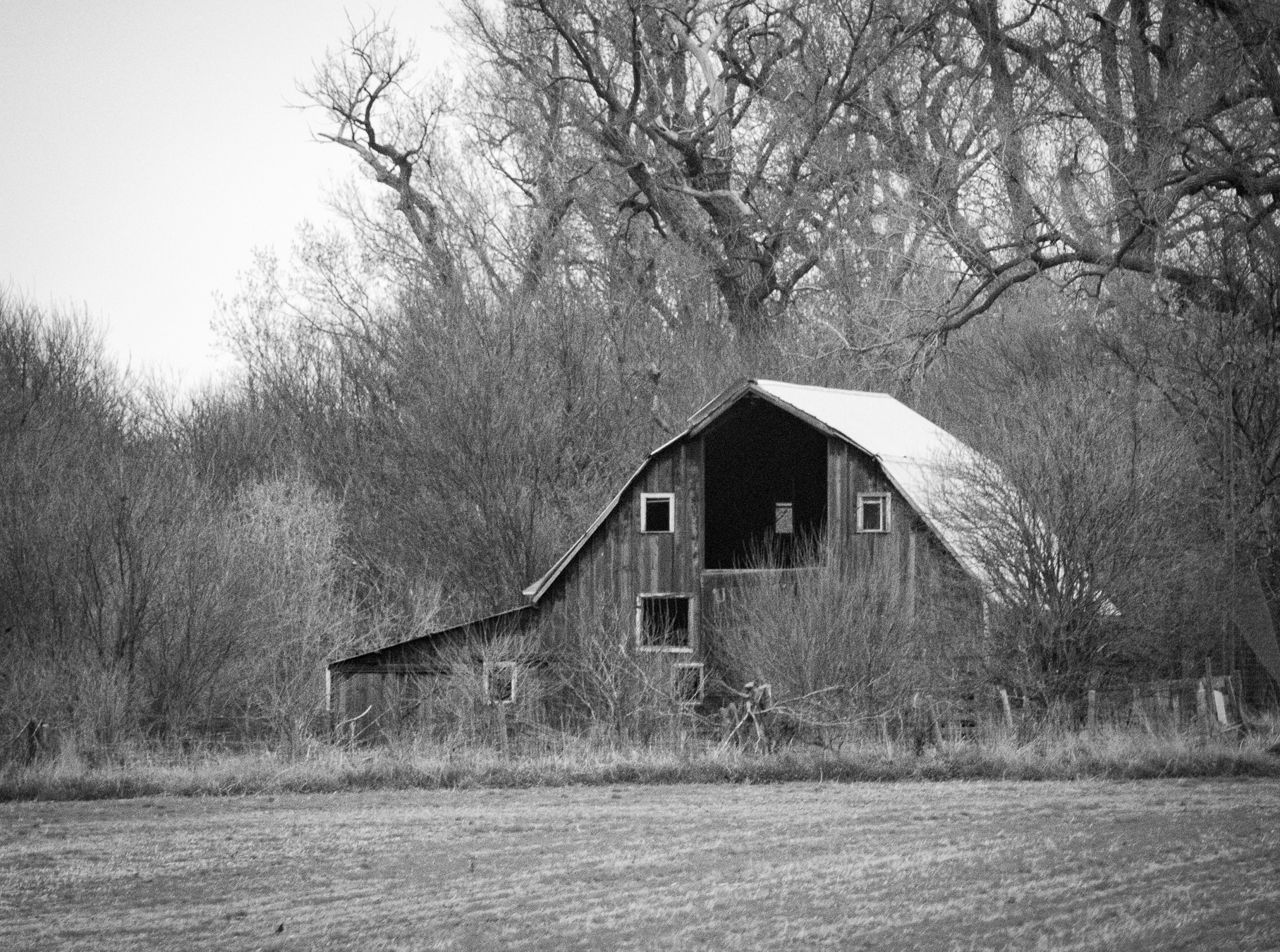 Barn In The Wild