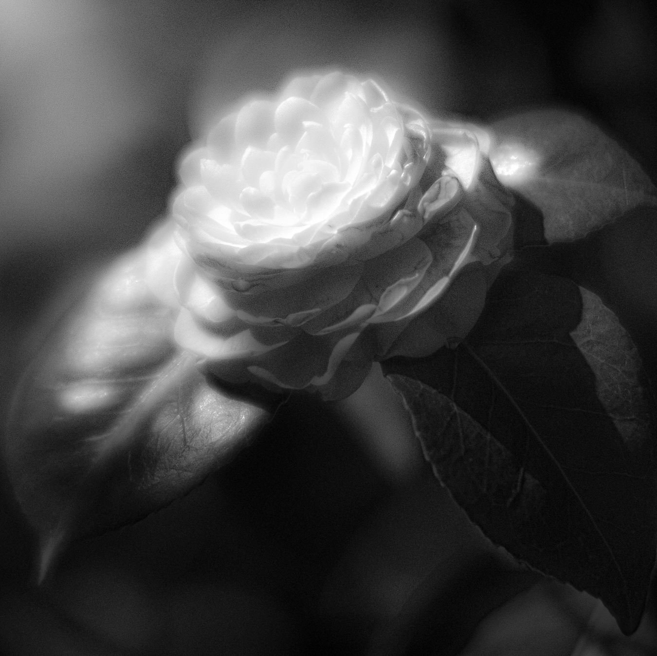 Glamour Flower
