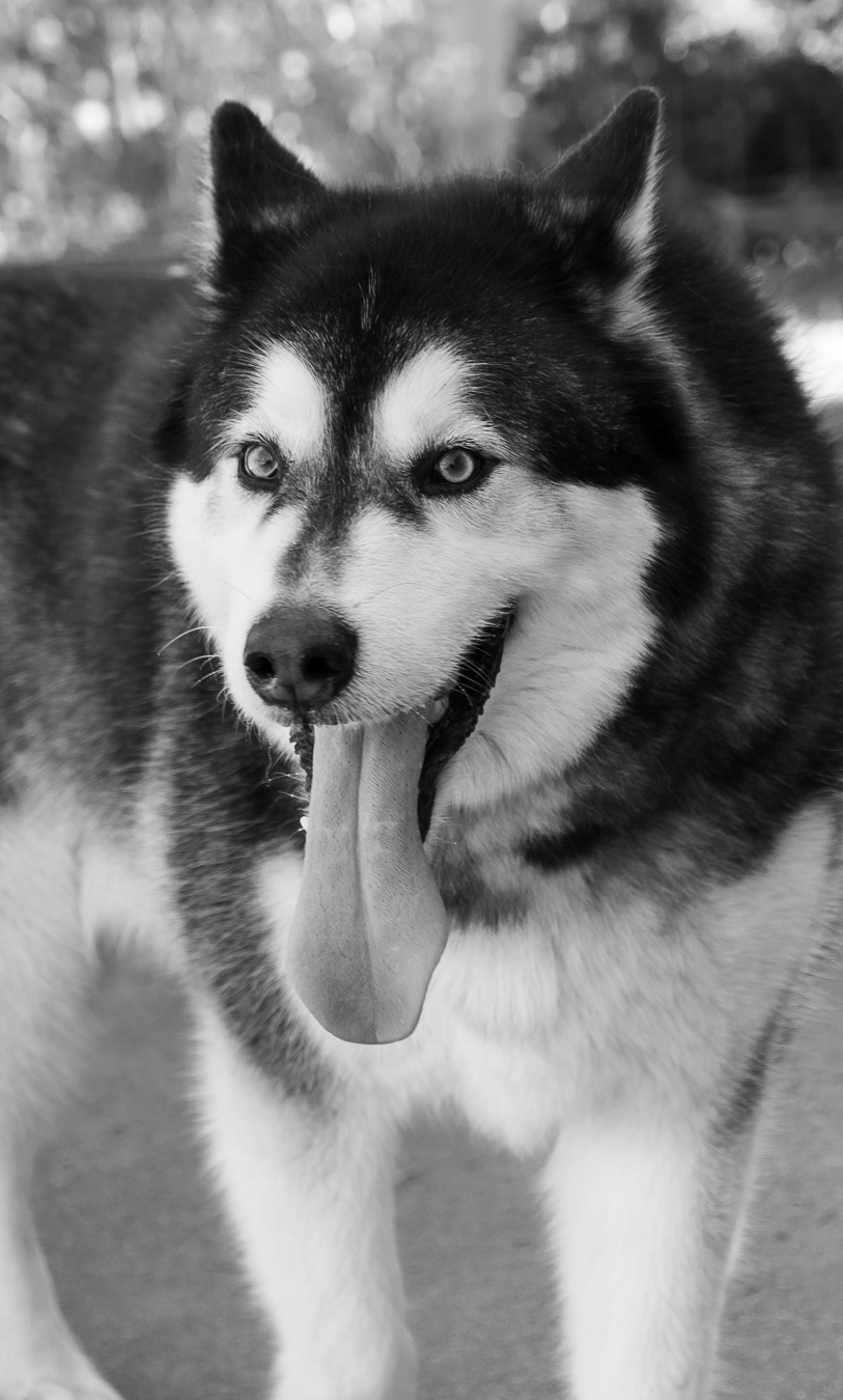Sexy Boy