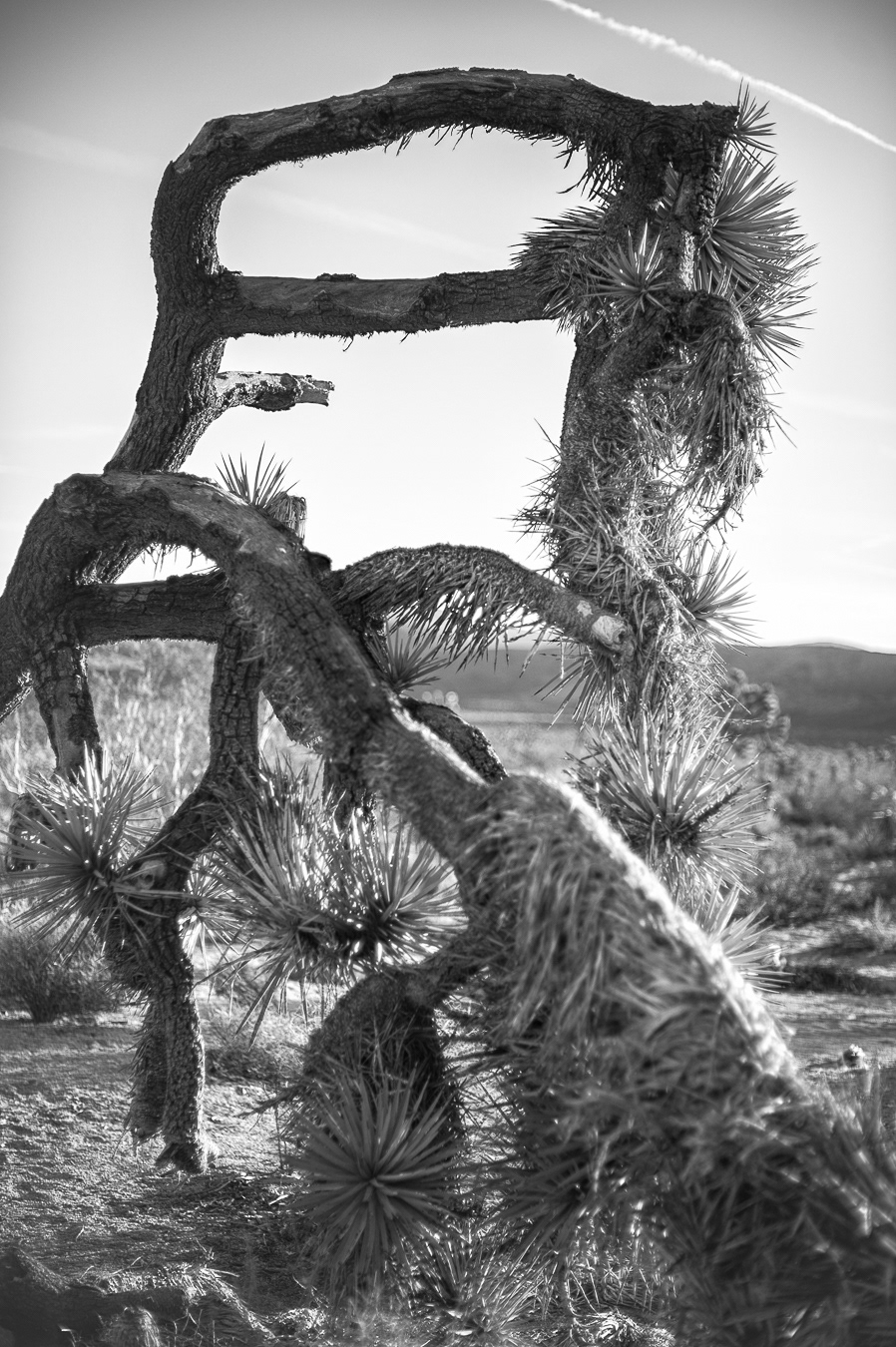 Joshua Tree Modern Art