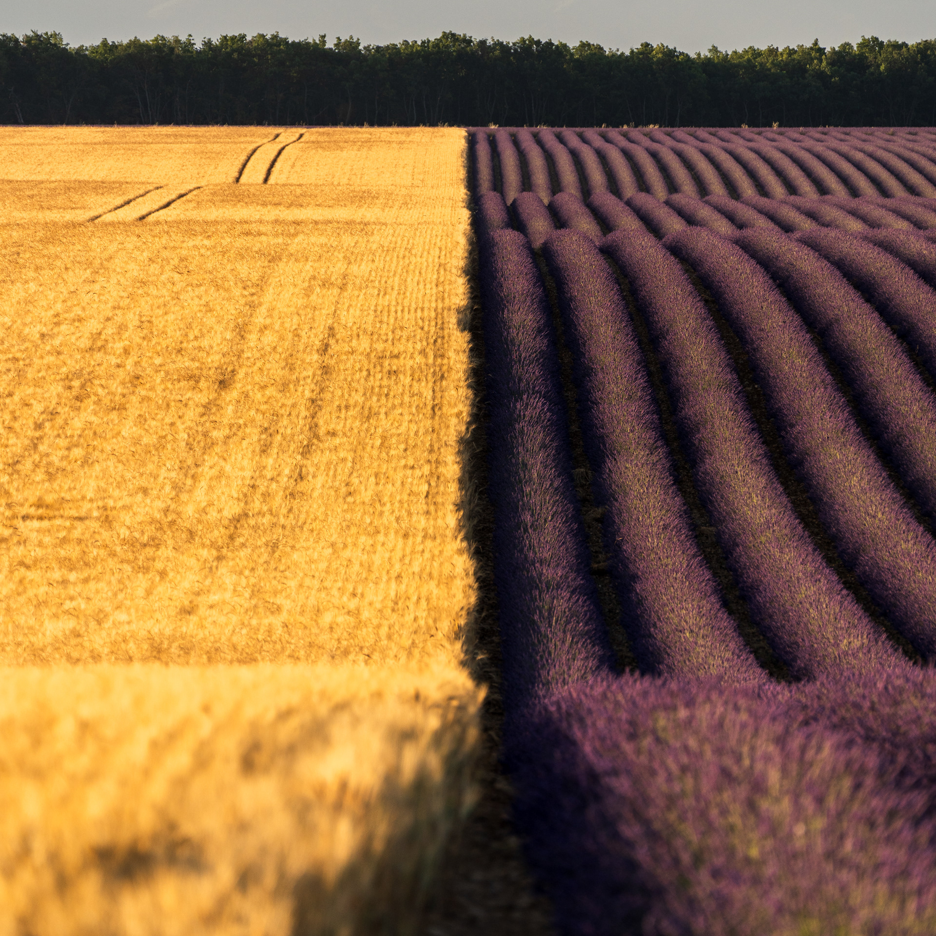 Symétrie d’été