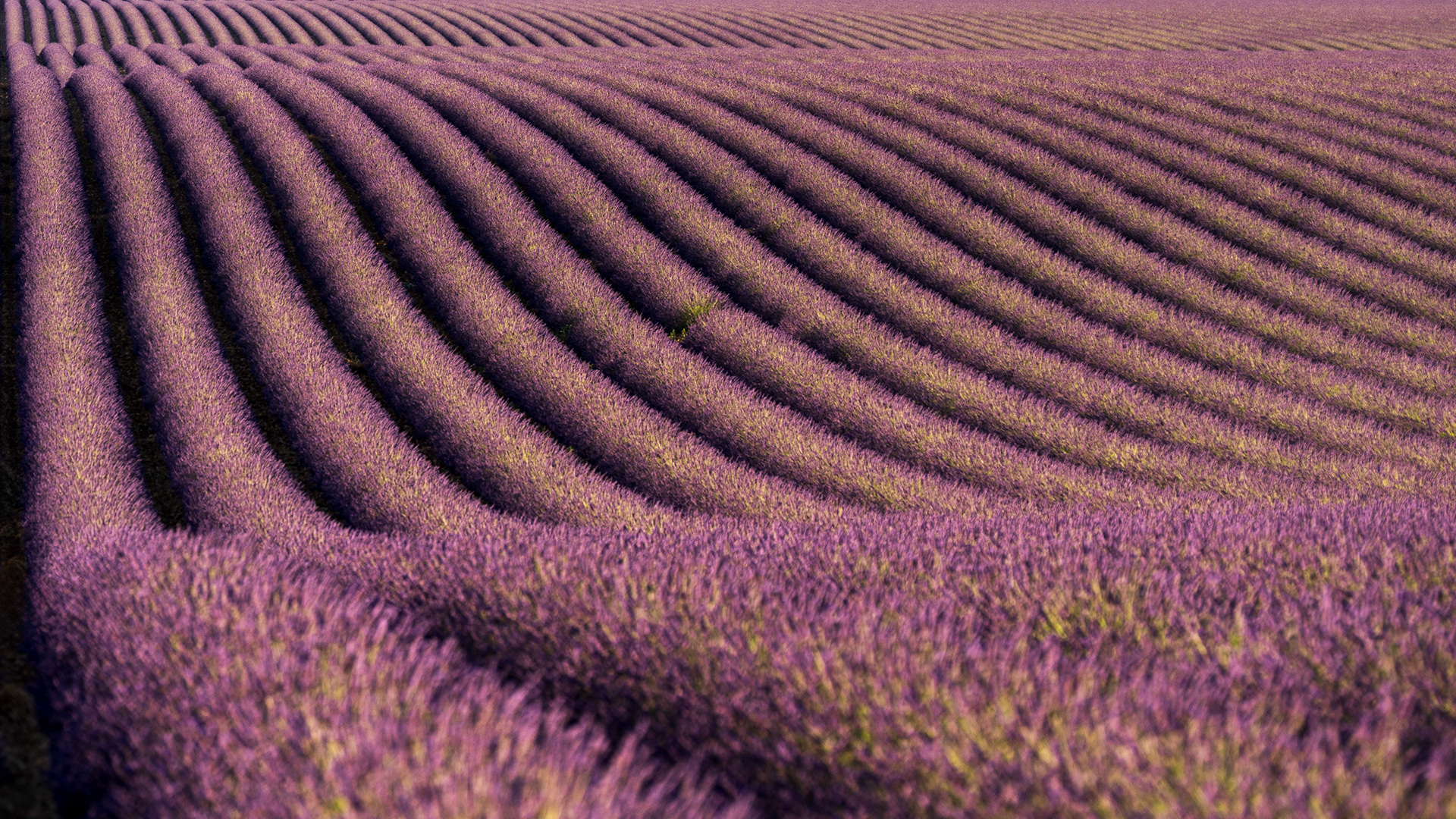Violet lavande - Provence