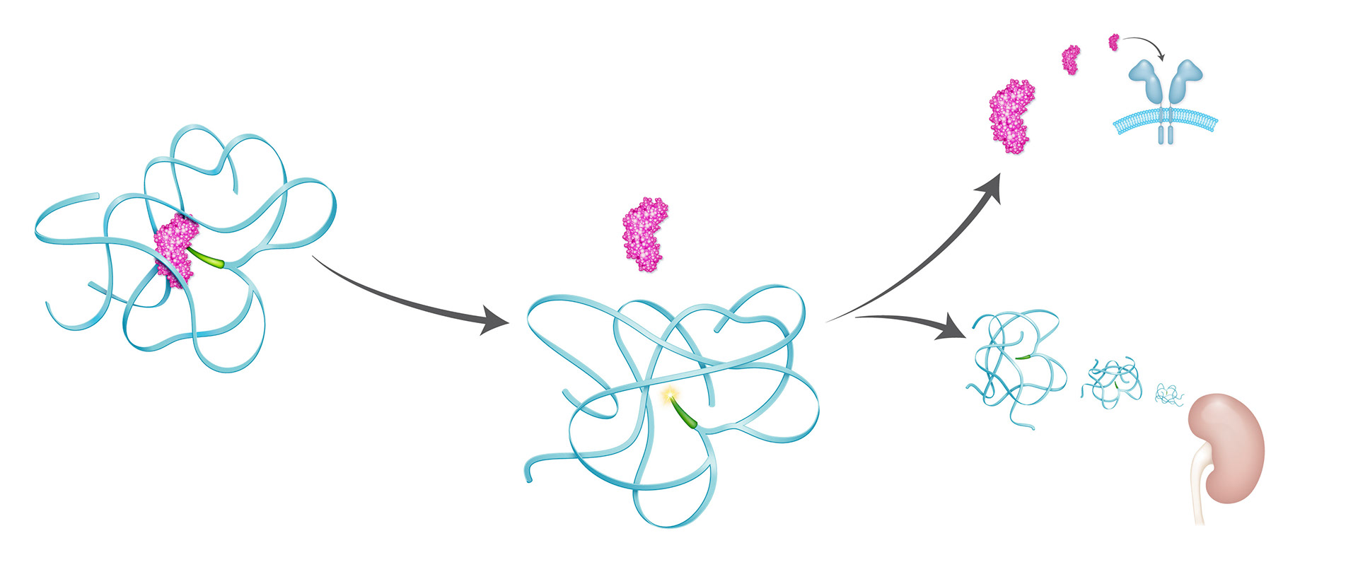 MOA illustration_Ascendis FINAL v3
