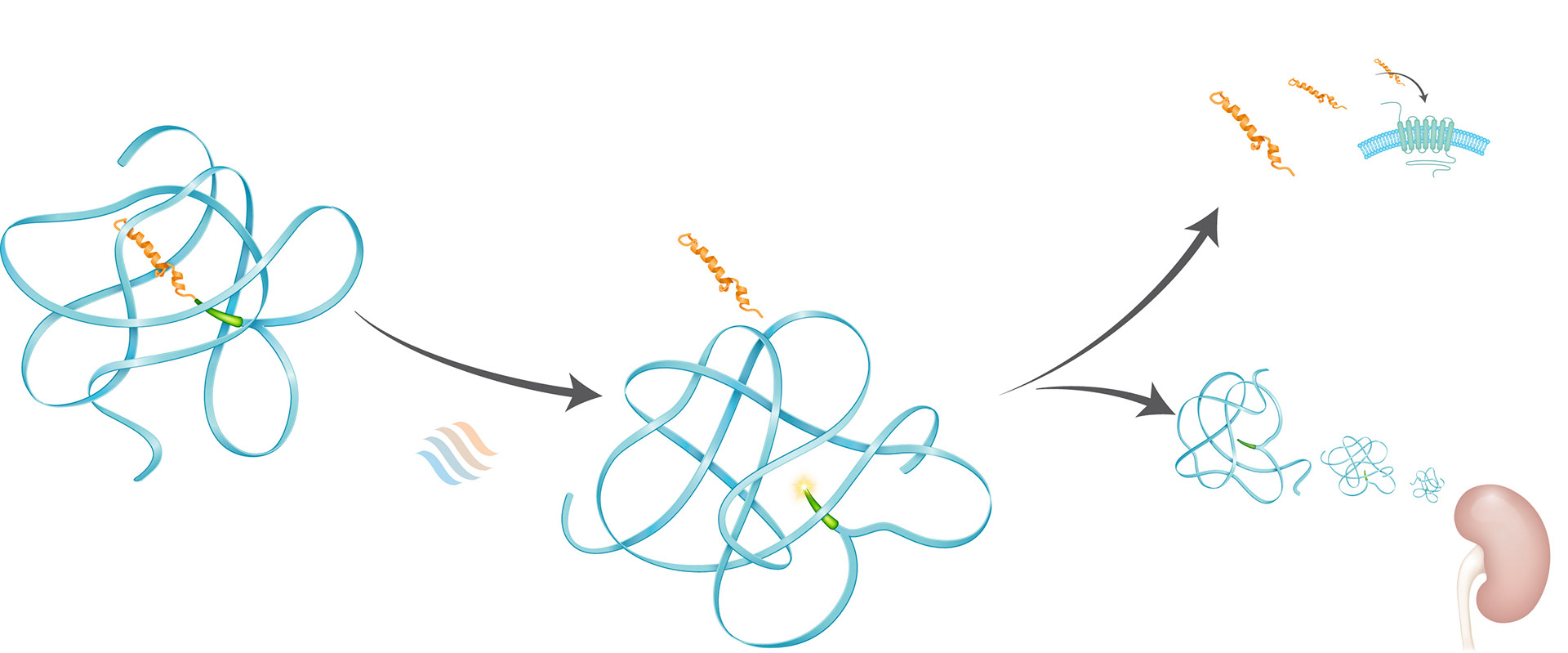 MOA illustration_Ascendis PTH Final v2