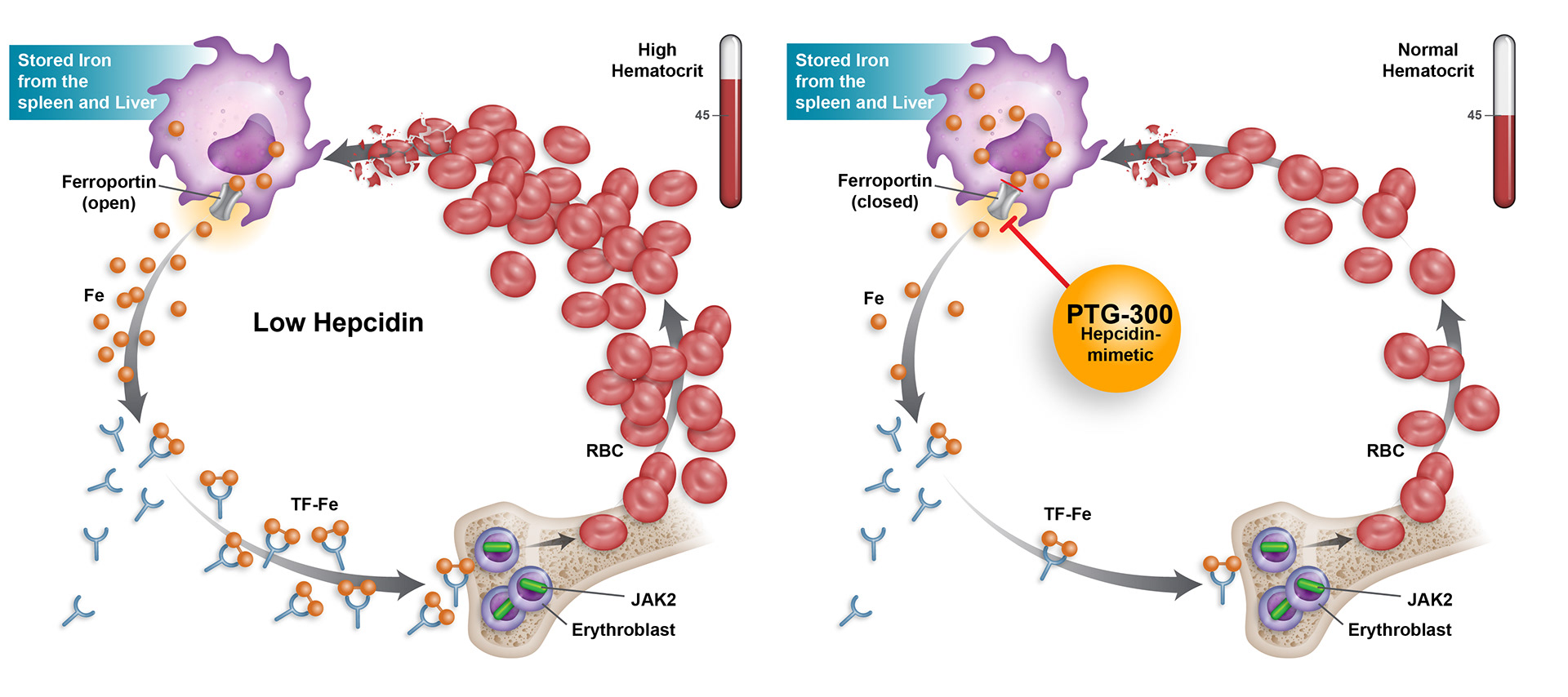 Protagonist Therapeutics