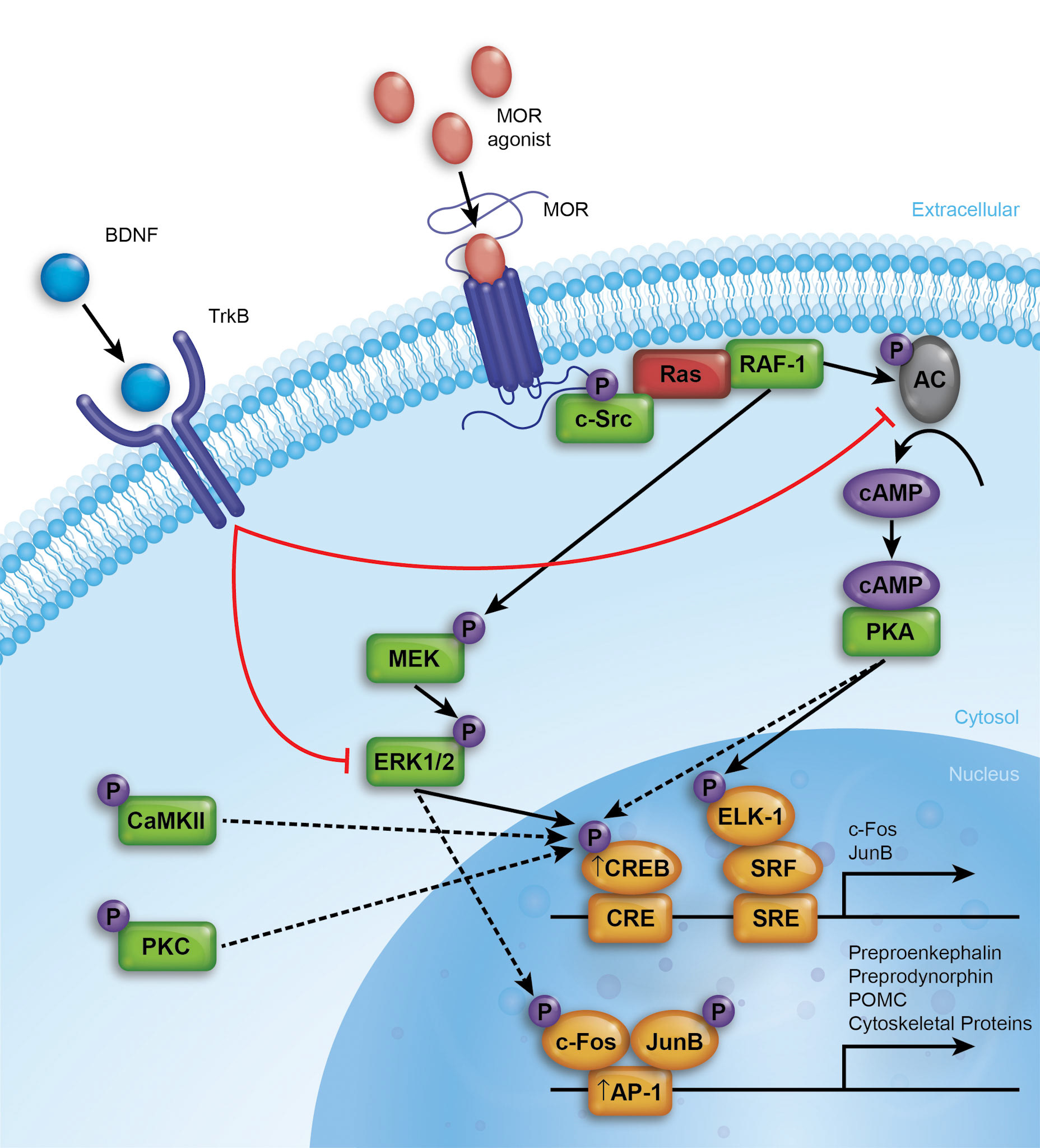 GS1570_235825 L3 2220-MA07_Alkermes_MDD Opioid Dysregulation Fig 5A S01